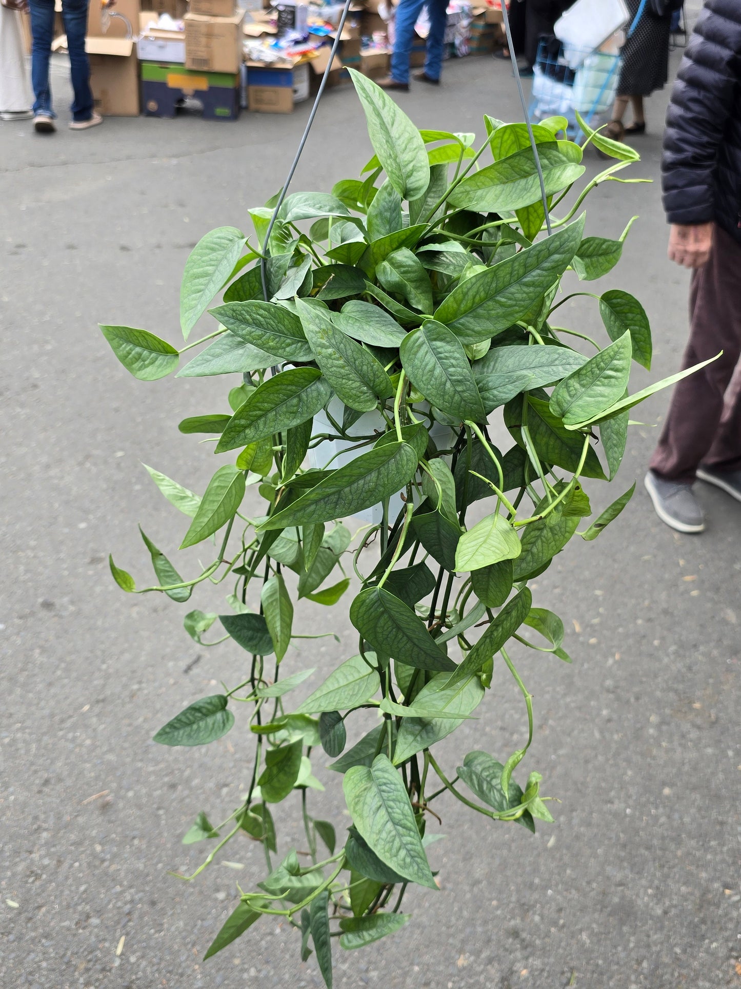 6 inch Pot XL Cebu Blue Pothos (Epipremnum Pinnatum) - Big like the picture! easy care, low light , Get similar to picture - 🪴 Voelk Art & Plants Inc 🪴