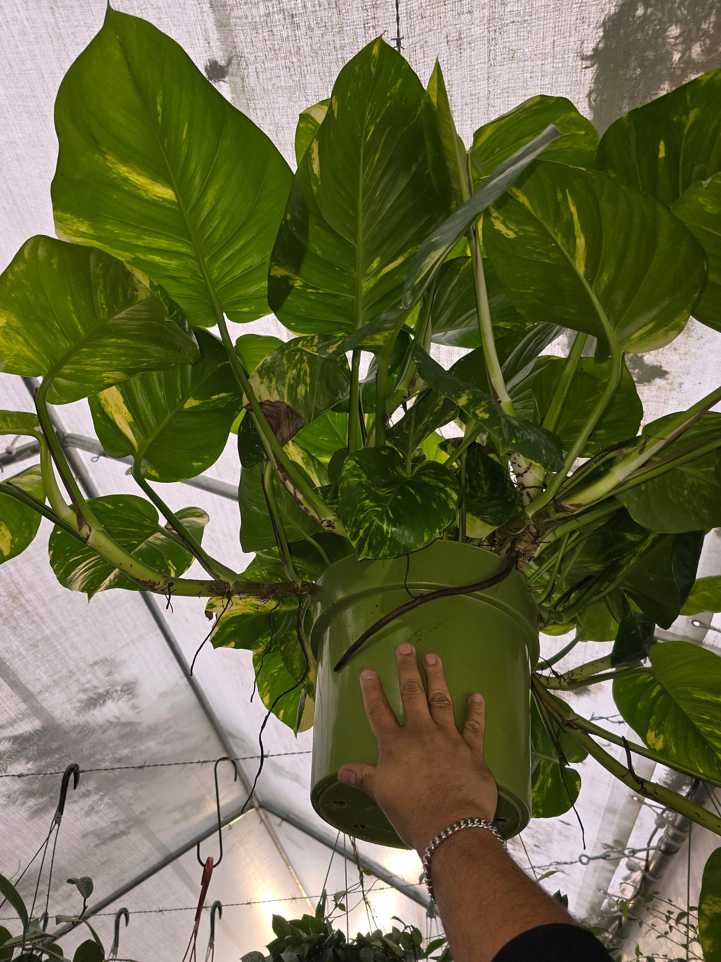10 Inch Pot - 2.5 ft tall Giant Hawaiian Pothos plant, Get them just like the picture!, in USA. - 🪴 Voelk Art & Plants Inc 🪴