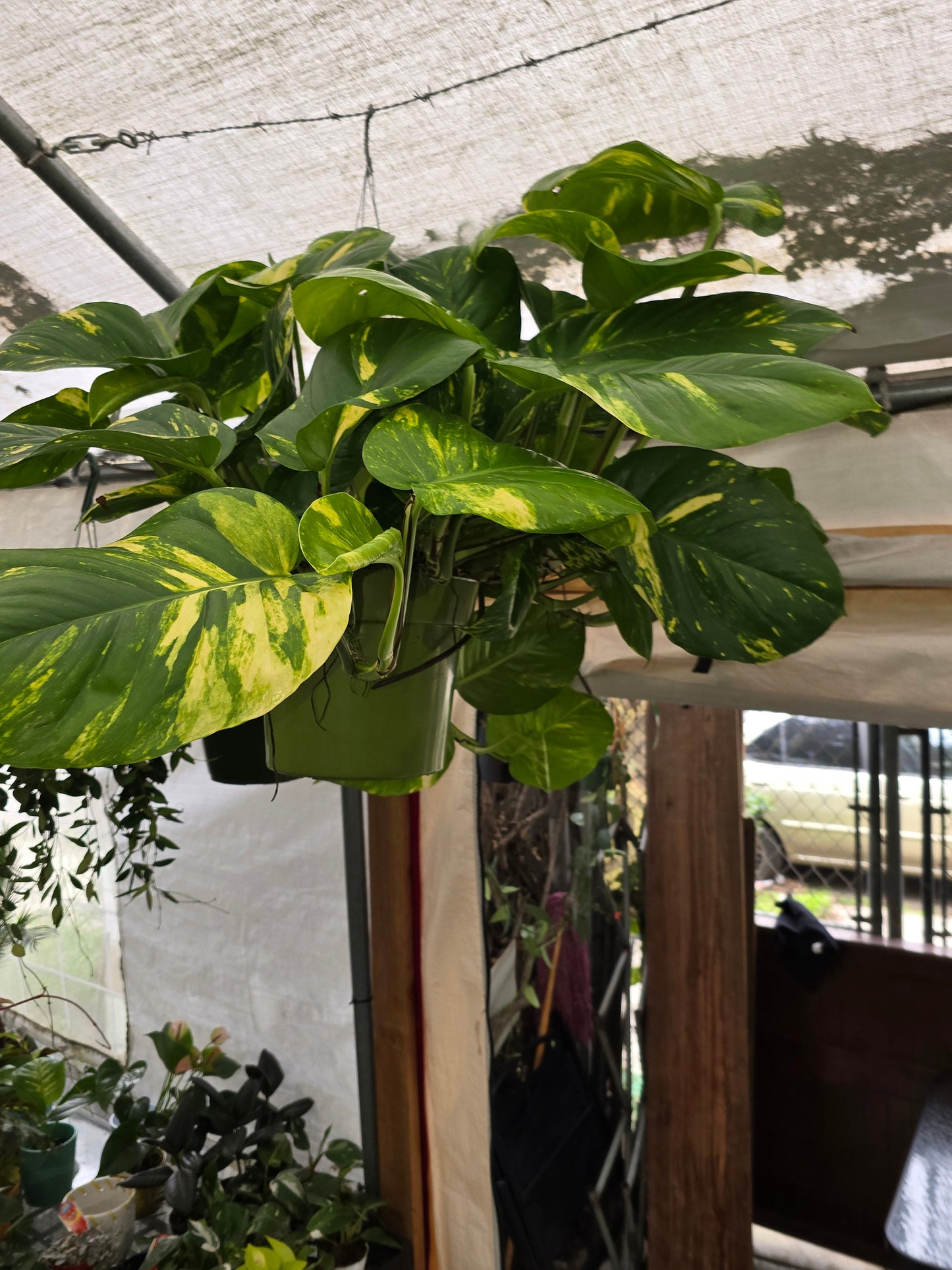 10 Inch Pot - 2.5 ft tall Giant Hawaiian Pothos plant, Get them just like the picture!, in USA. - 🪴 Voelk Art & Plants Inc 🪴