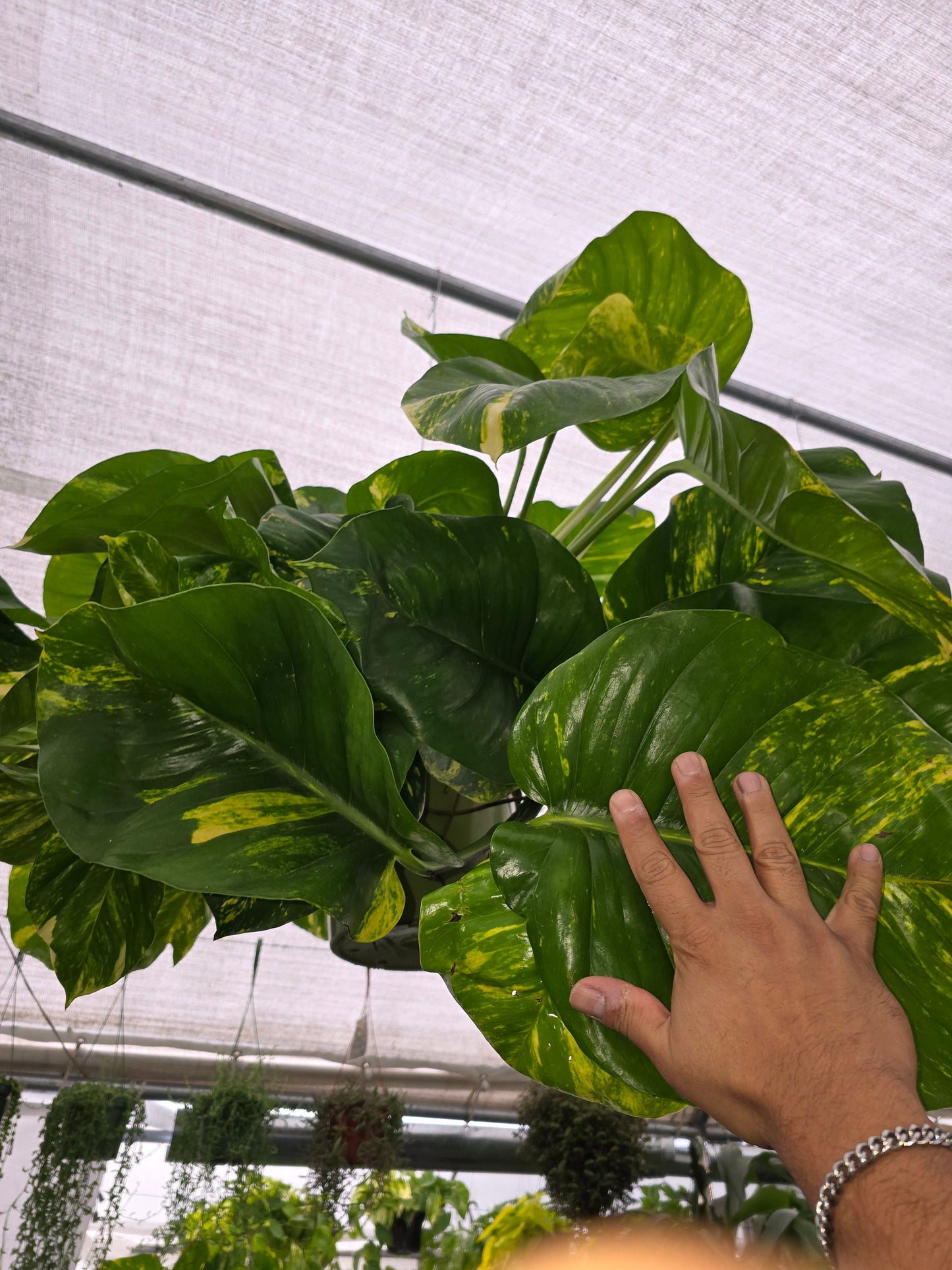 10 Inch Pot - 2.5 ft tall Giant Hawaiian Pothos plant, Get them just like the picture!, in USA. - 🪴 Voelk Art & Plants Inc 🪴
