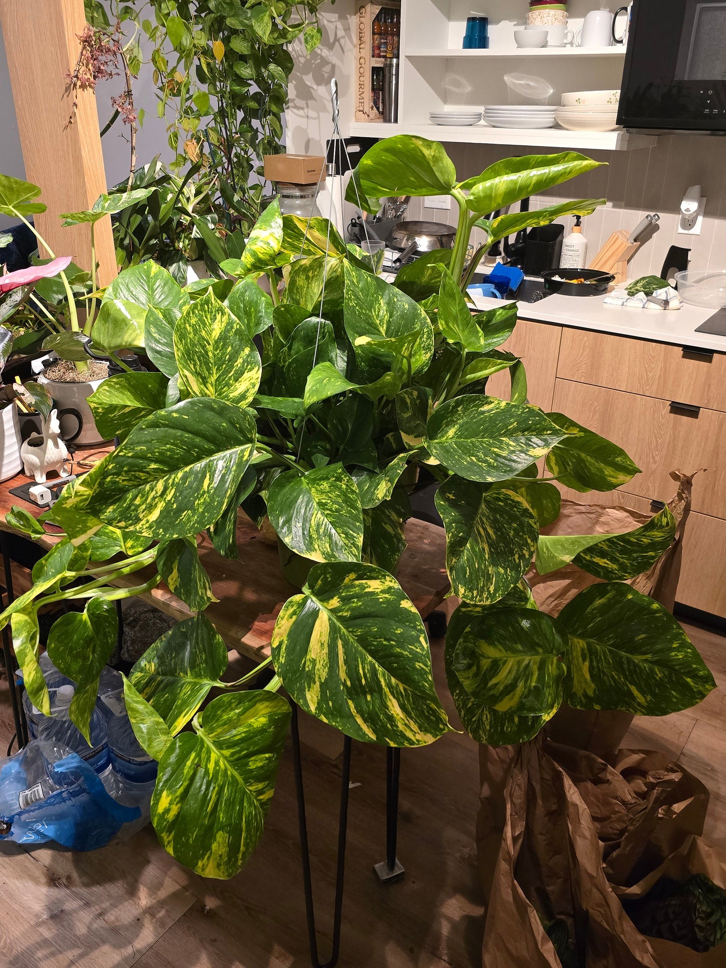 10 Inch Pot - 2.5 ft tall Giant Hawaiian Pothos plant, Get them just like the picture!, in USA. - 🪴 Voelk Art & Plants Inc 🪴