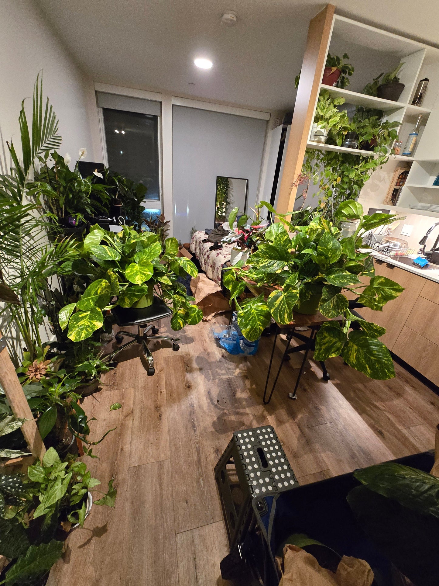 10 Inch Pot - 2.5 ft tall Giant Hawaiian Pothos plant, Get them just like the picture!, in USA. - 🪴 Voelk Art & Plants Inc 🪴