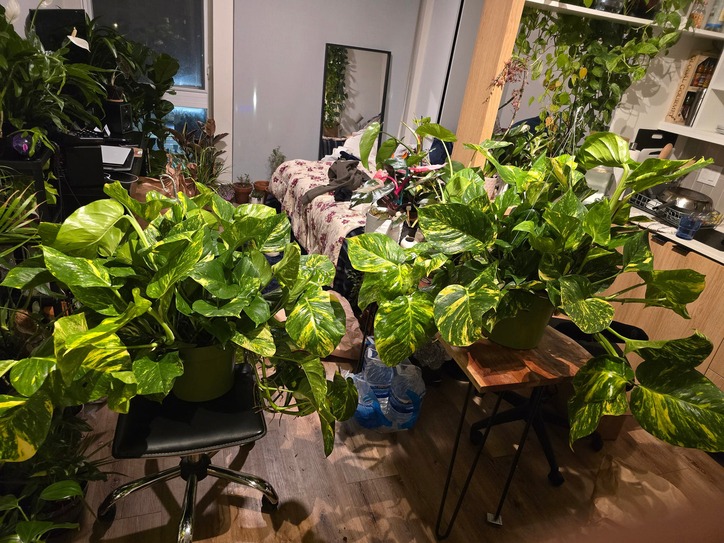 10 Inch Pot - 2.5 ft tall Giant Hawaiian Pothos plant, Get them just like the picture!, in USA. - 🪴 Voelk Art & Plants Inc 🪴