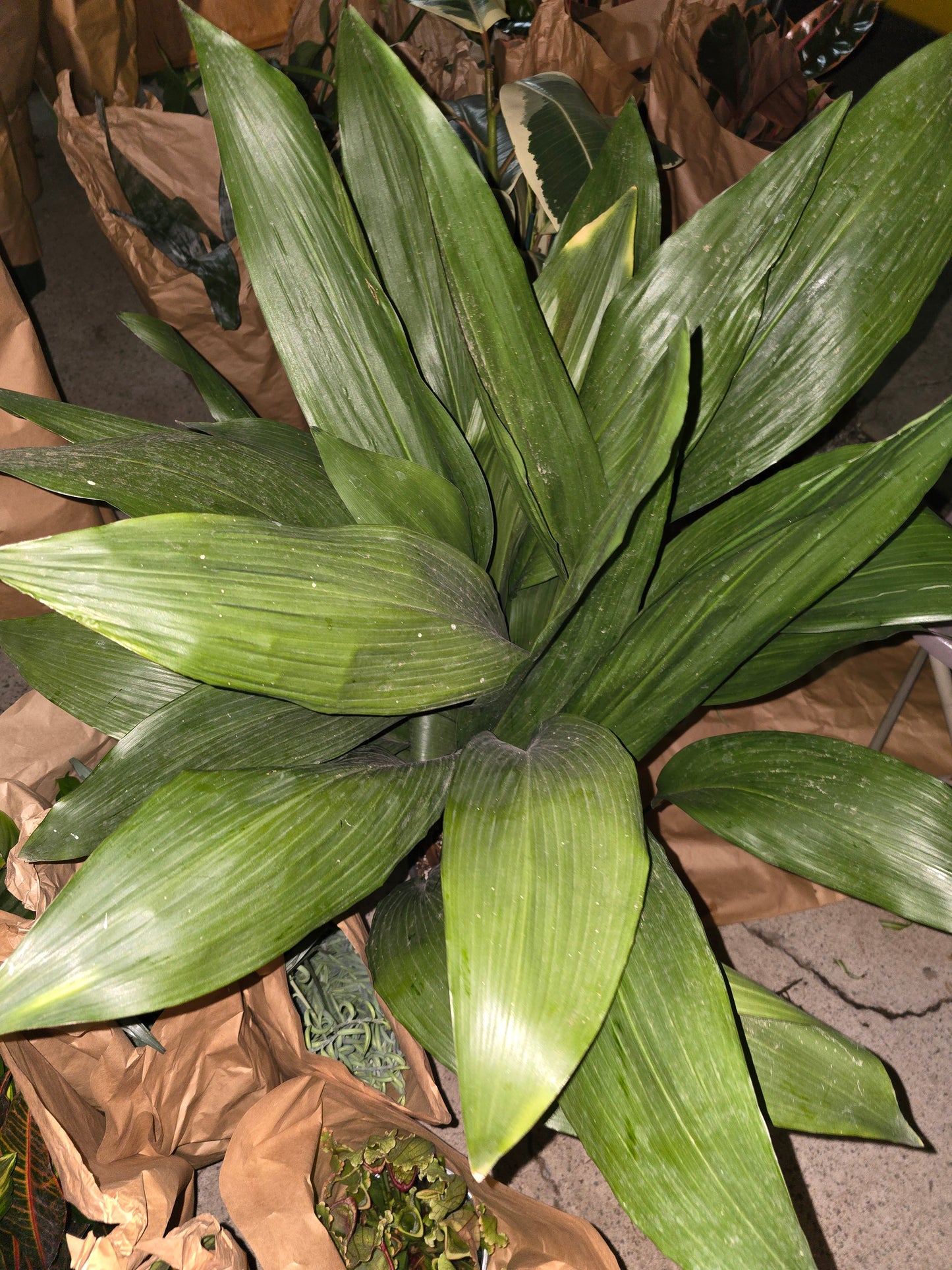 10 Inch Pot- Aspidistra elatior, also known as the cast-iron plant - Pet Friendly - Air Purifier - Easy Care - Get similar - 🪴 Voelk Art & Plants Inc 🪴