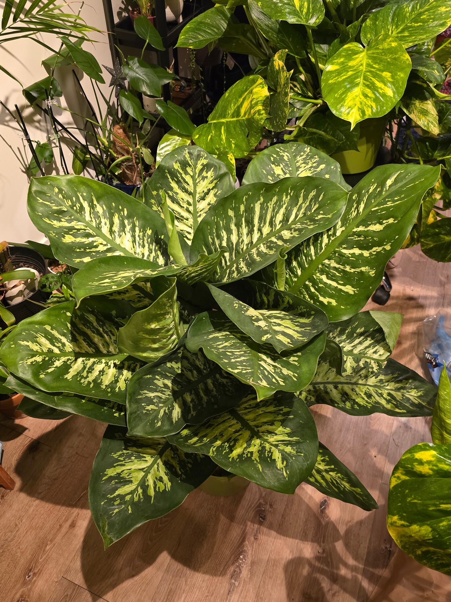 10 Inch Pot- Giant XL 3.5-4 ft. tall Dieffenbachia Dumb Cane Indoor Plant Air Purifier Beautiful decor - Get similar to the picfure - 🪴 Voelk Art & Plants Inc 🪴