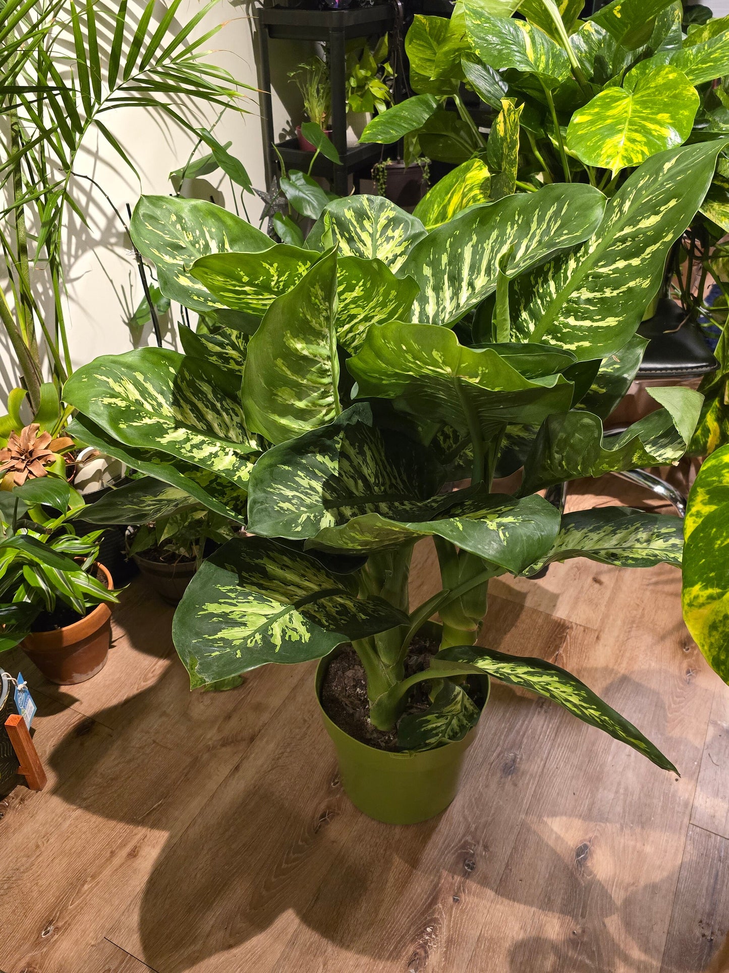 10 Inch Pot- Giant XL 3.5-4 ft. tall Dieffenbachia Dumb Cane Indoor Plant Air Purifier Beautiful decor - Get similar to the picfure - 🪴 Voelk Art & Plants Inc 🪴