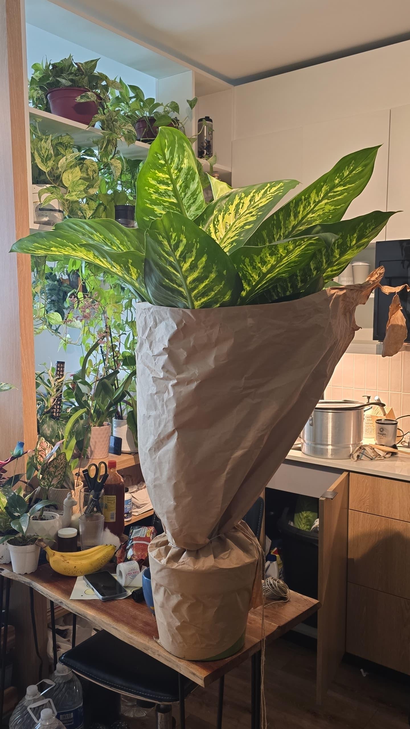 10 Inch Pot- Giant XL 3.5-4 ft. tall Dieffenbachia Dumb Cane Indoor Plant Air Purifier Beautiful decor - Get similar to the picfure - 🪴 Voelk Art & Plants Inc 🪴
