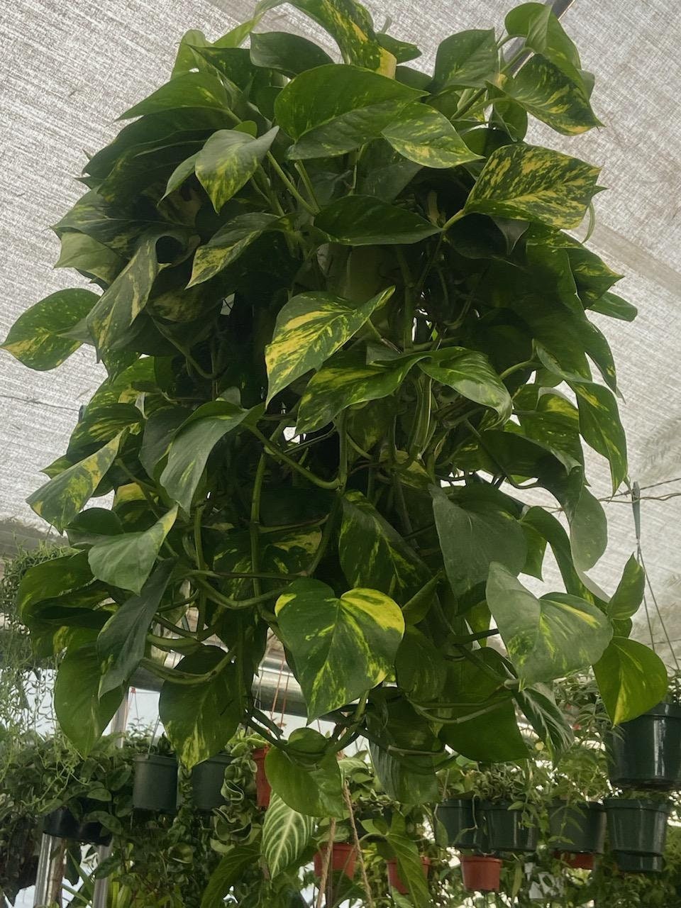 10 Inch Pot - Green Jade Golden Pothos XL Bushy Plant, Haning pot - Get similar to the picture - 🪴 Voelk Art & Plants Inc 🪴