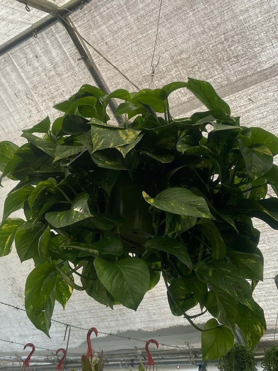 10 Inch Pot - Green Jade Golden Pothos XL Bushy Plant, Haning pot - Get similar to the picture - 🪴 Voelk Art & Plants Inc 🪴
