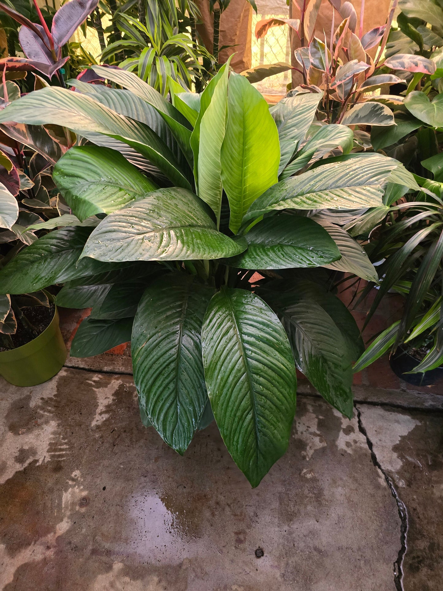 10 Inch Pot - XL 3 ft tall Giant Peace Lily Indoor light light easy to care - Get similar to the picture - 🪴 Voelk Art & Plants Inc 🪴