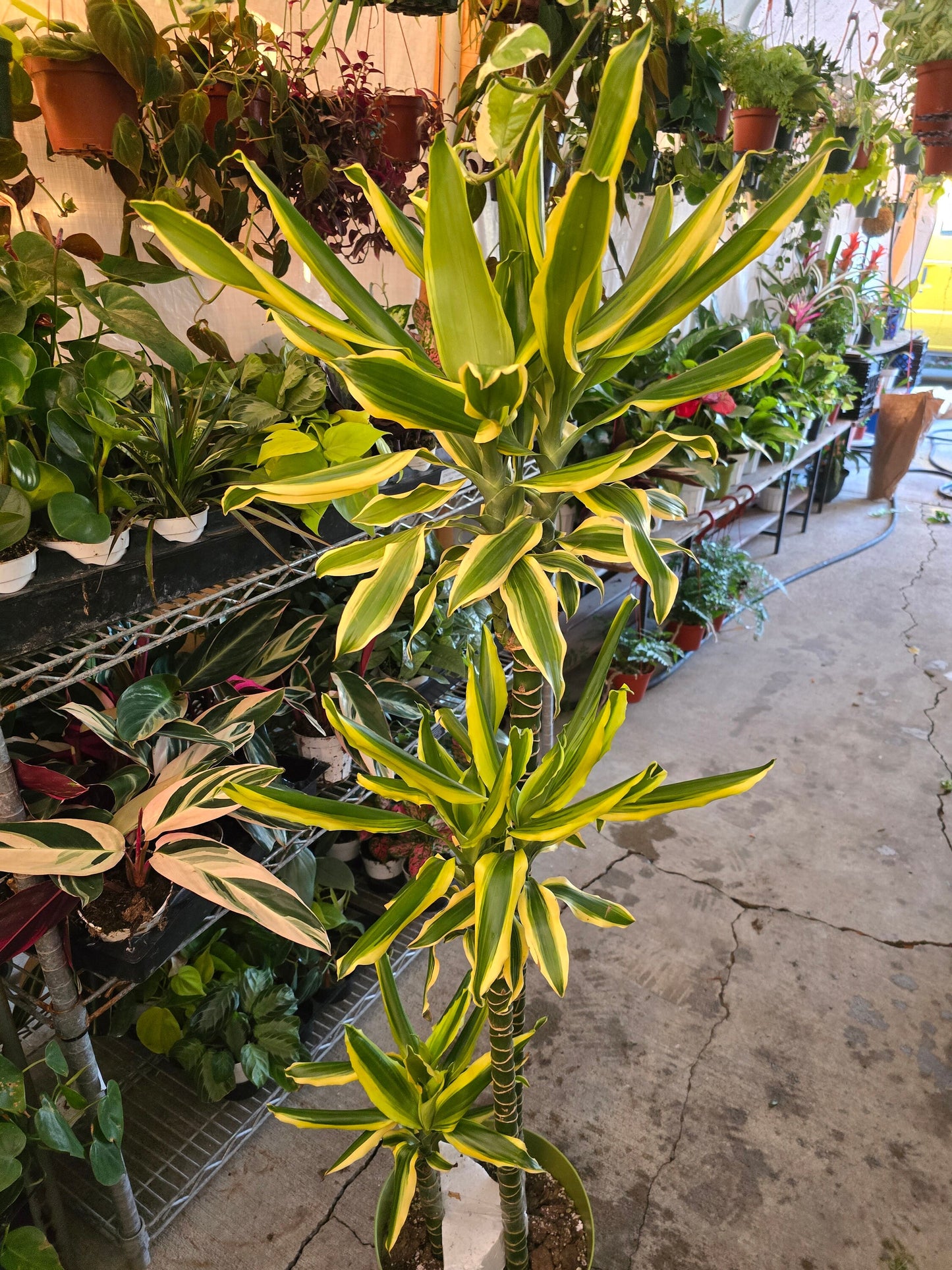 10 Inch Pot - XL 4 ft tall Dracaena Del Sol - Variegated Corn Plant-easy care , low light - Get similar to the picture - 🪴 Voelk Art & Plants Inc 🪴