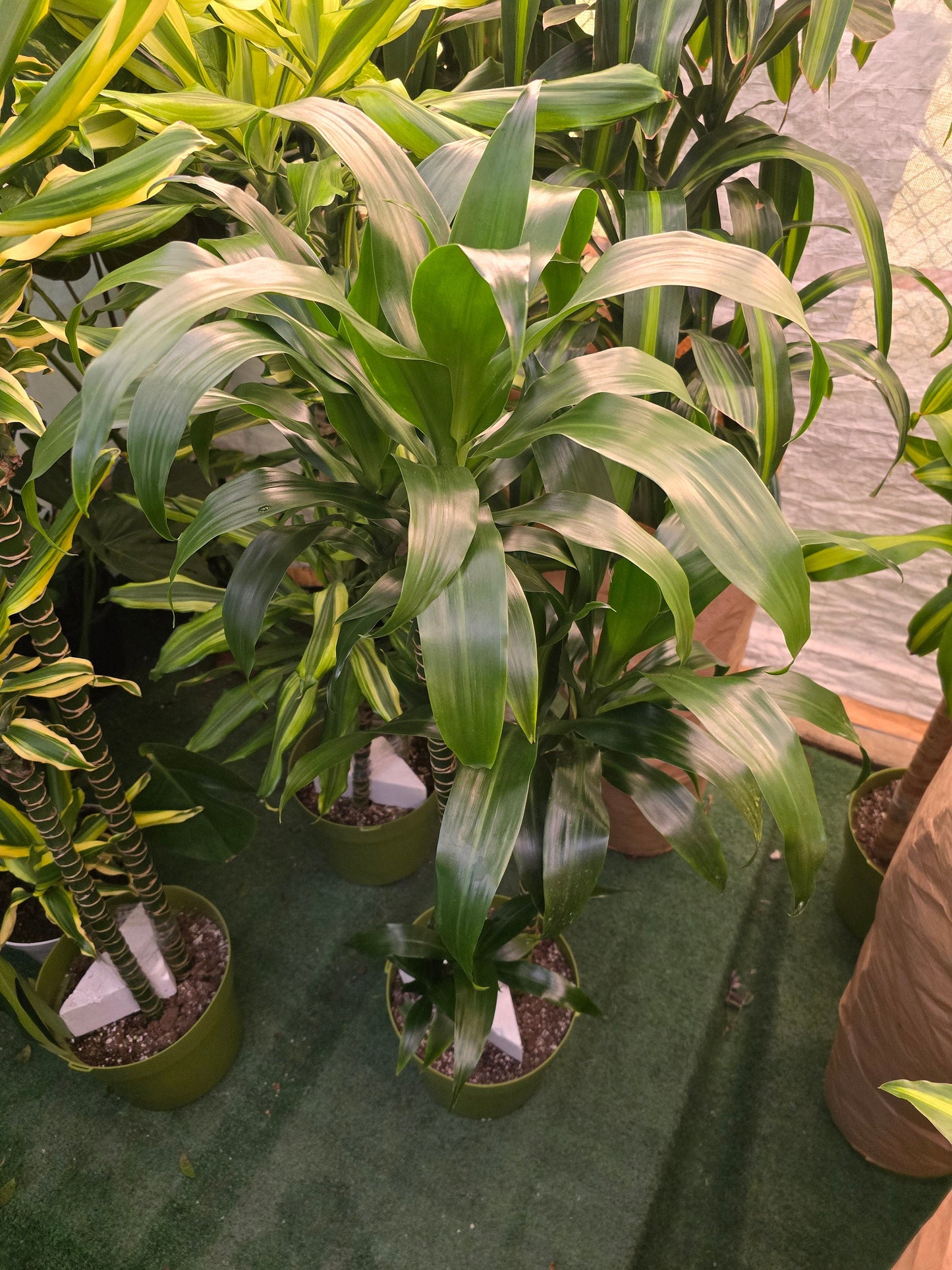 10 Inch Pot - XL 4 ft tall Live Dracaena Lisa Super Green Elegant Indoor plant - Get similar to the picture - 🪴 Voelk Art & Plants Inc 🪴