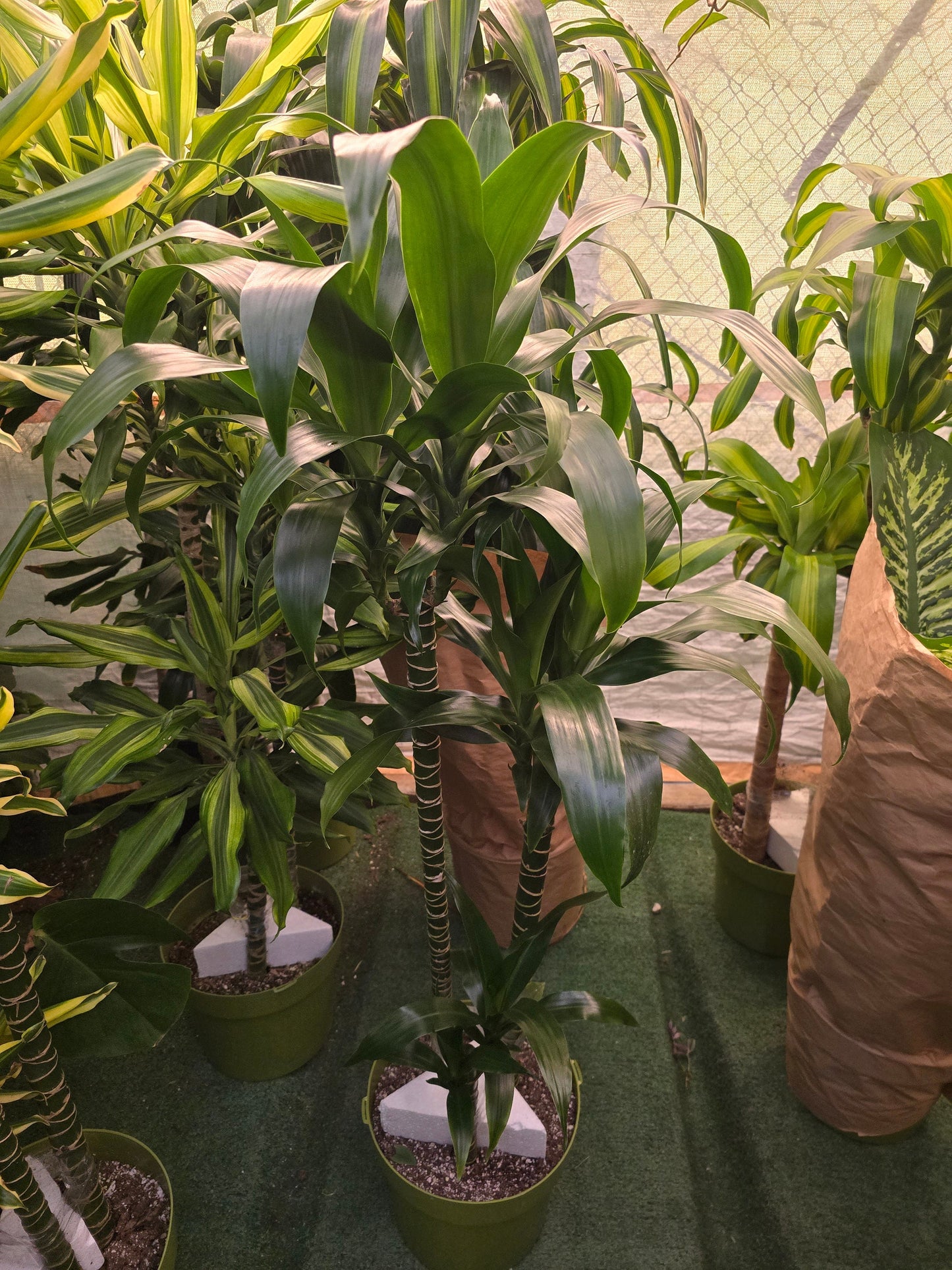 10 Inch Pot - XL 4 ft tall Live Dracaena Lisa Super Green Elegant Indoor plant - Get similar to the picture - 🪴 Voelk Art & Plants Inc 🪴