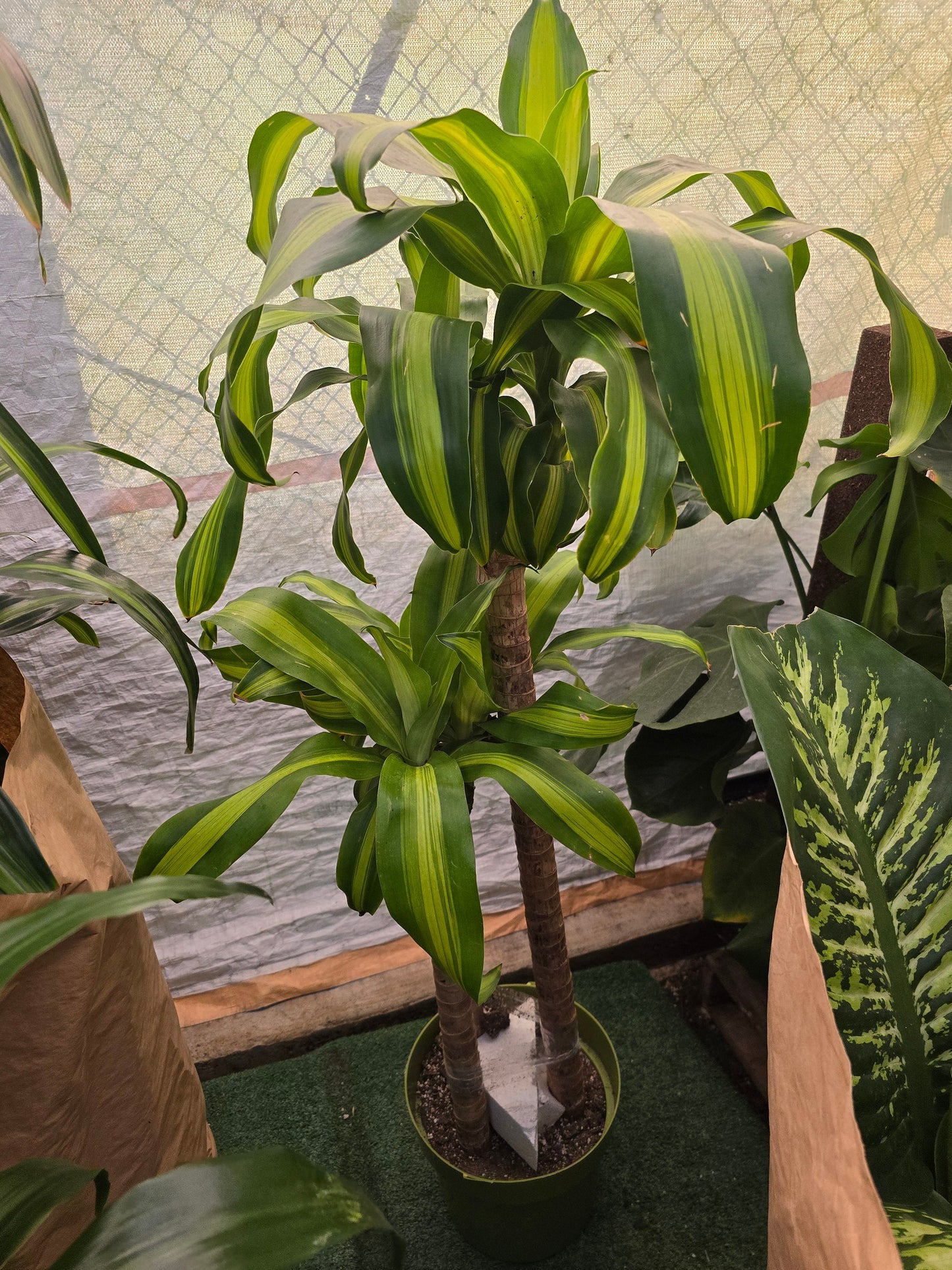 10 Inch Pot - XL 4 ft tall Live Dracaena Massangeana Corn Plant, Dracaena Fragrans Plant - Get similar to the pictur - 🪴 Voelk Art & Plants Inc 🪴