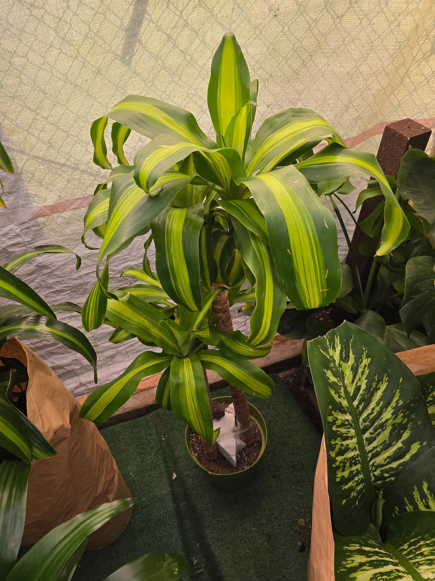 10 Inch Pot - XL 4 ft tall Live Dracaena Massangeana Corn Plant, Dracaena Fragrans Plant - Get similar to the pictur - 🪴 Voelk Art & Plants Inc 🪴