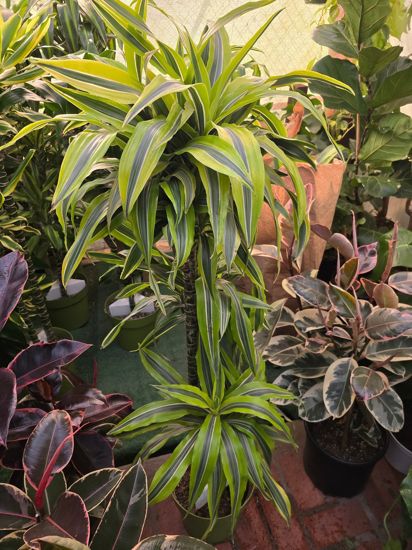 10 Inch Pot - XL 4 ft tall Live Lemon Surprise Dracaena (Dracaena fragrans ‘Lemon Surprise’)Elegant Indoor plant - Get similar to the picture - 🪴 Voelk Art & Plants Inc 🪴