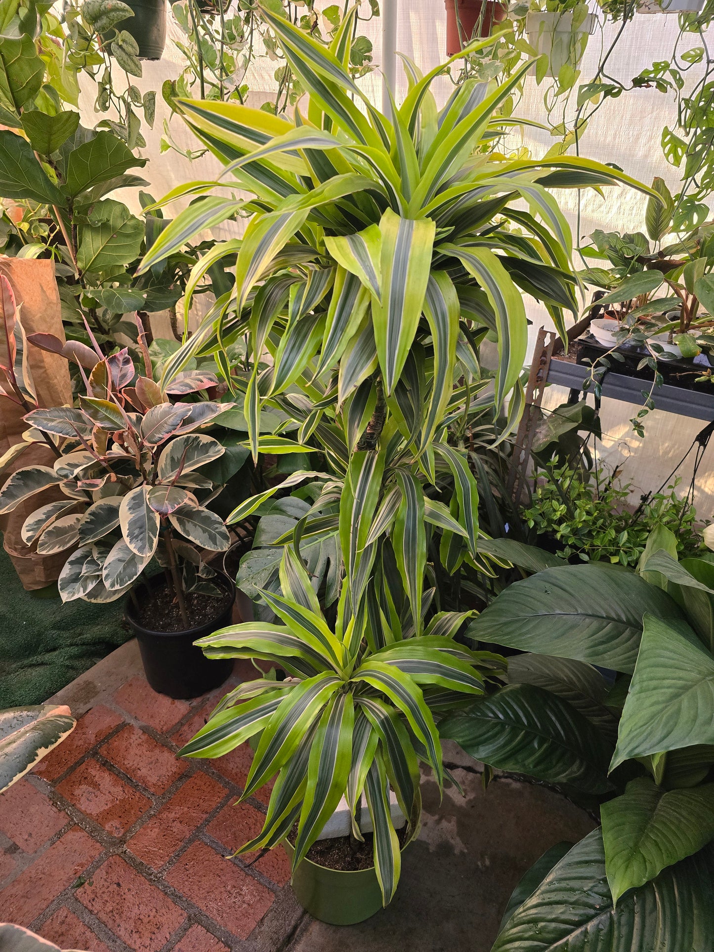 10 Inch Pot - XL 4 ft tall Live Lemon Surprise Dracaena (Dracaena fragrans ‘Lemon Surprise’)Elegant Indoor plant - Get similar to the picture - 🪴 Voelk Art & Plants Inc 🪴