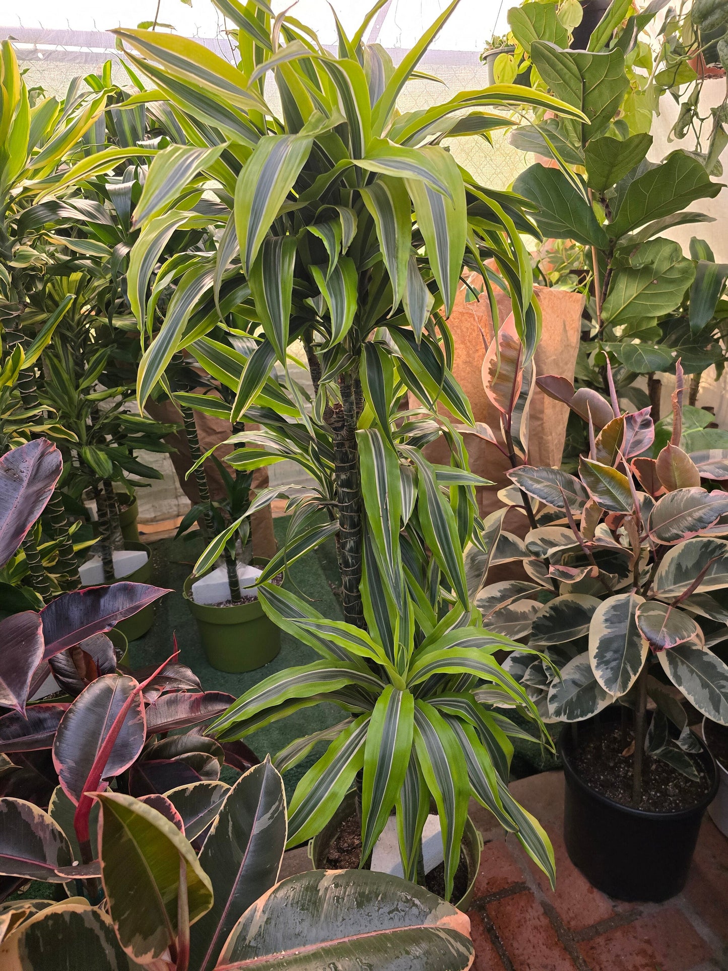 10 Inch Pot - XL 4 ft tall Live Lemon Surprise Dracaena (Dracaena fragrans ‘Lemon Surprise’)Elegant Indoor plant - Get similar to the picture - 🪴 Voelk Art & Plants Inc 🪴