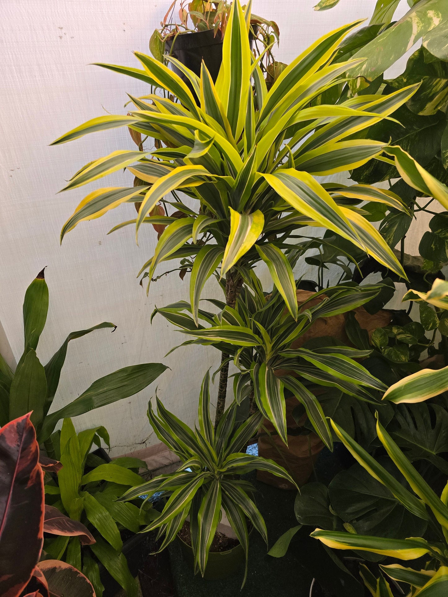 10 Inch Pot - XL 4 ft tall Live "White Ribbon", Dracaena - Get similar to the picture - 🪴 Voelk Art & Plants Inc 🪴