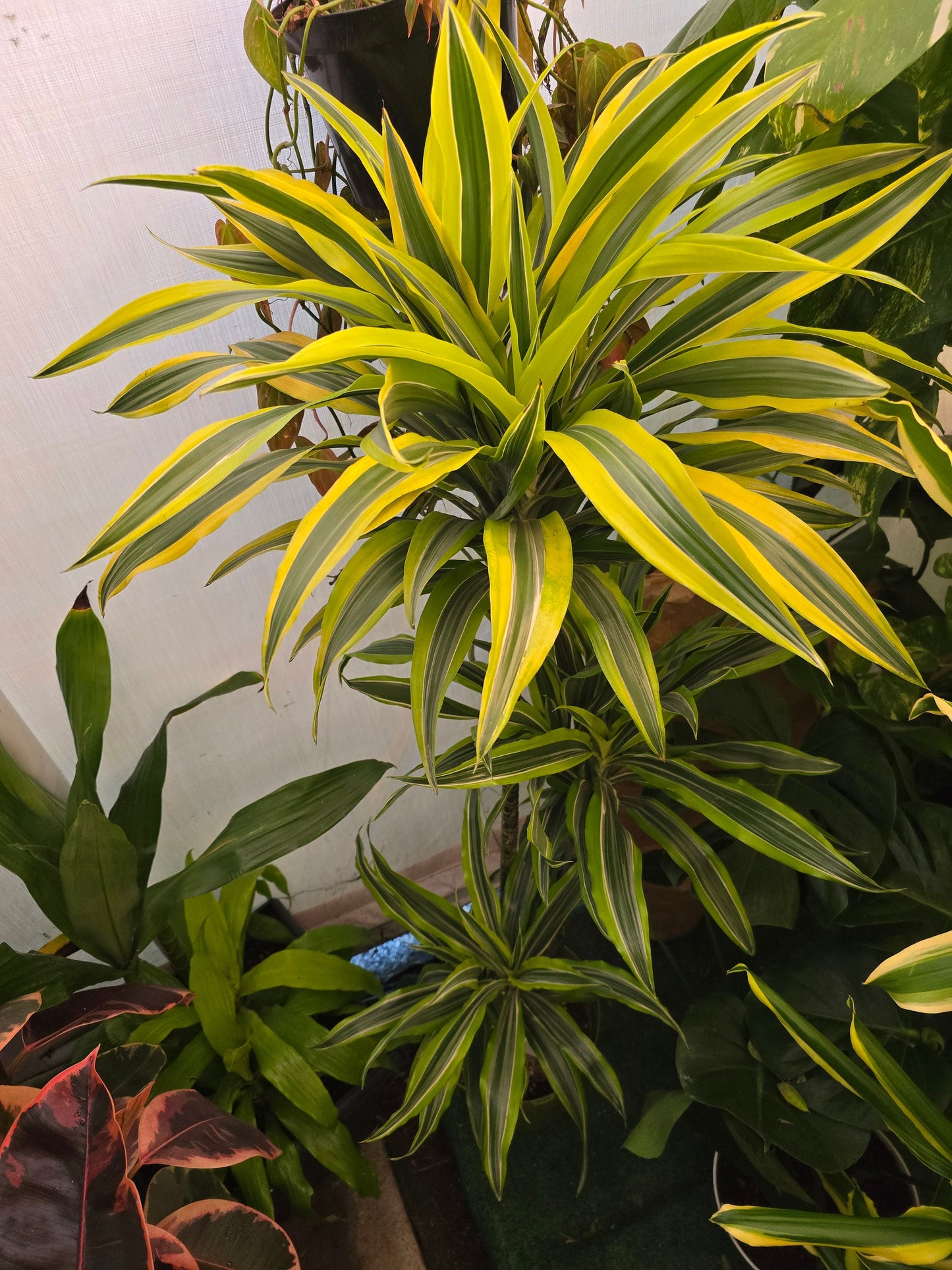 10 Inch Pot - XL 4 ft tall Live "White Ribbon", Dracaena - Get similar to the picture - 🪴 Voelk Art & Plants Inc 🪴