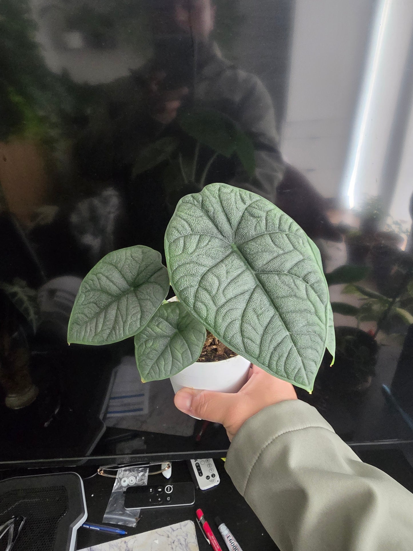 4 inch pot - Alocasia Melo- Rare Find House plant Easy care- Get similar - 🪴 Voelk Art & Plants Inc 🪴