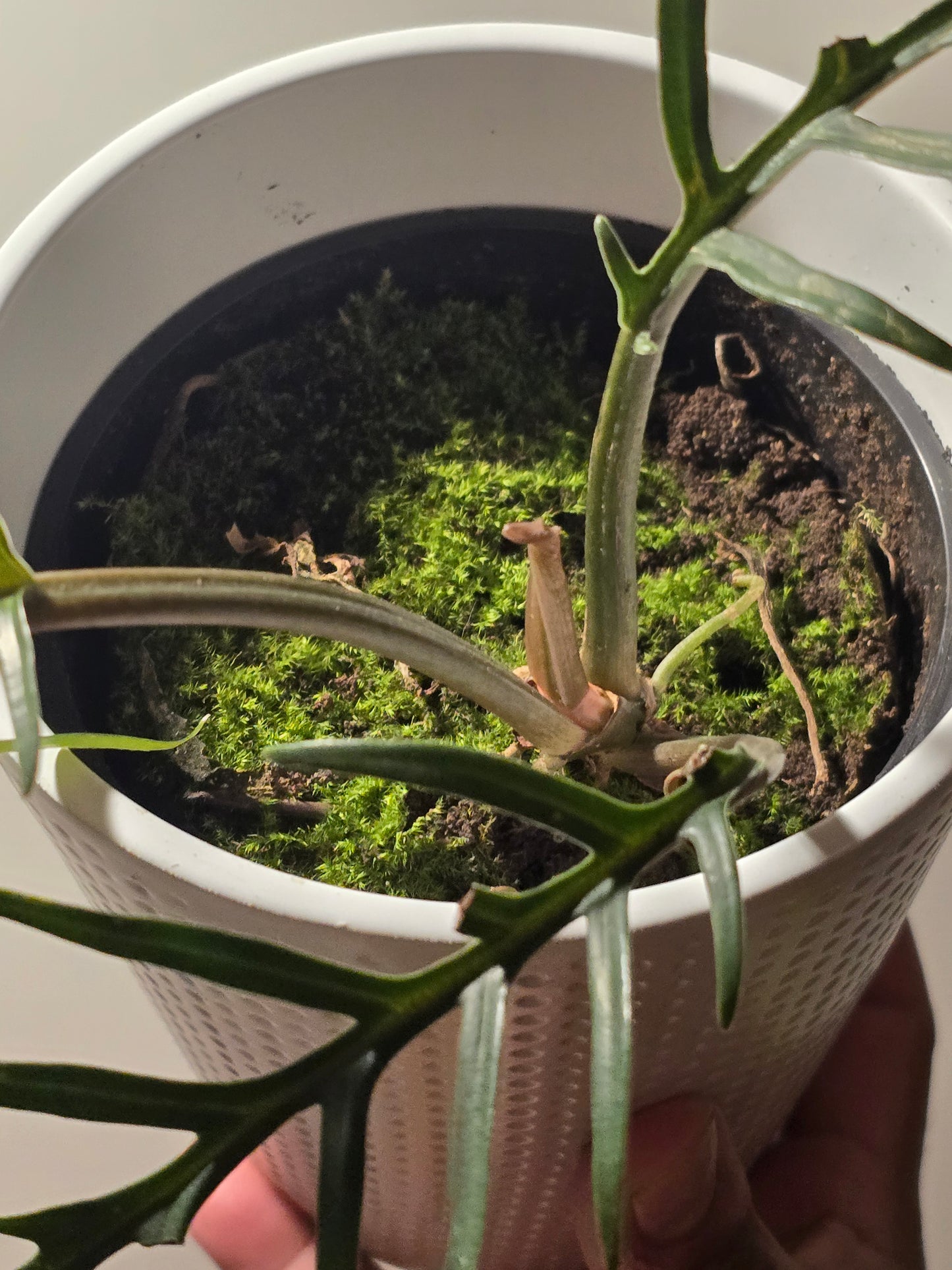 4 inch pot ceramic pot - Philodendron "Tortum" - Exact plant! Pictured August 4, 2024 - 🪴 Voelk Art & Plants Inc 🪴