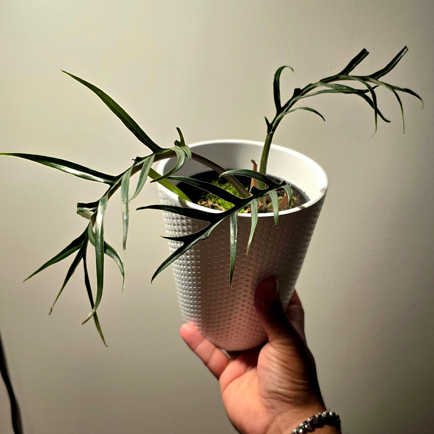 4 inch pot ceramic pot - Philodendron "Tortum" - Exact plant! Pictured August 4, 2024 - 🪴 Voelk Art & Plants Inc 🪴