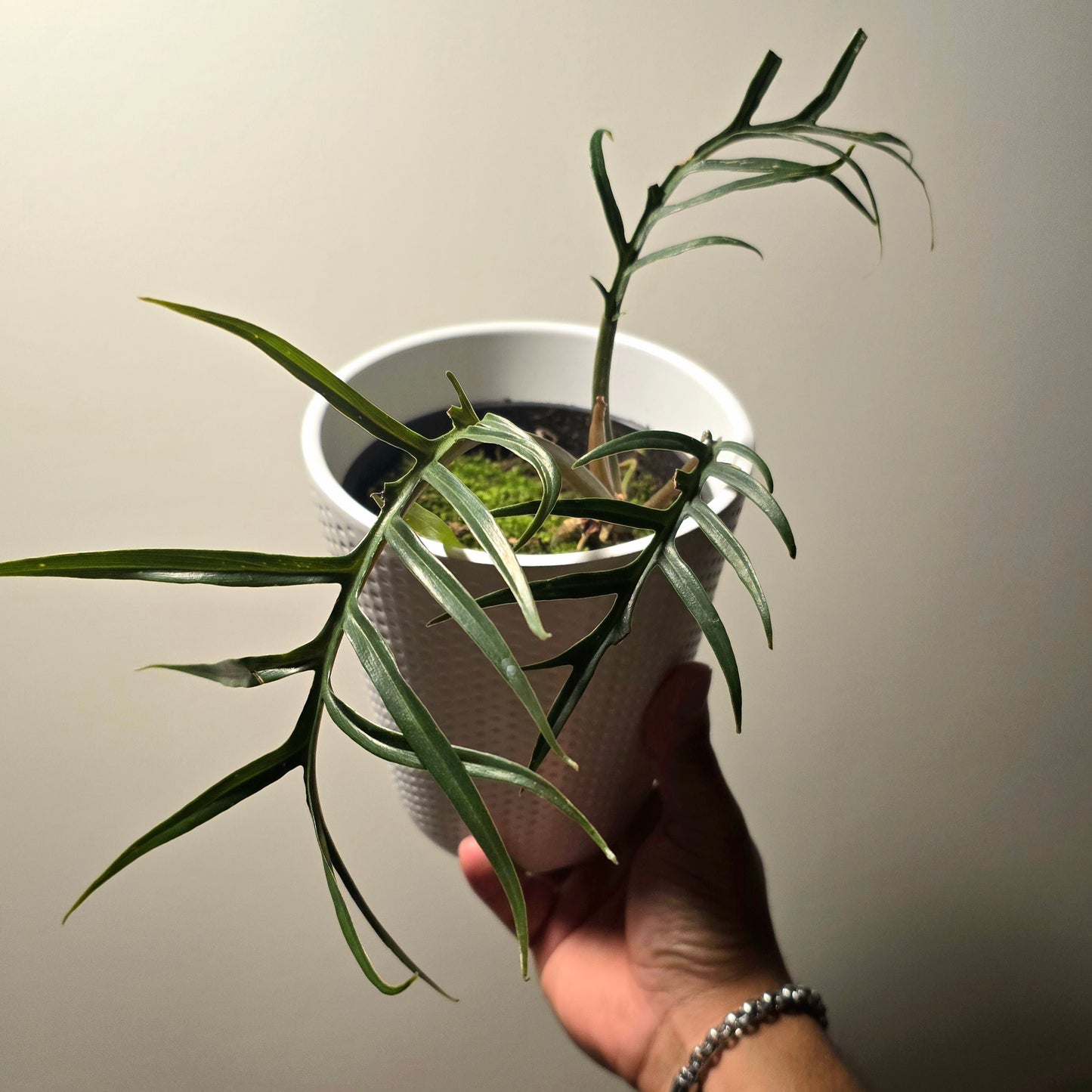 4 inch pot ceramic pot - Philodendron "Tortum" - Exact plant! Pictured August 4, 2024 - 🪴 Voelk Art & Plants Inc 🪴
