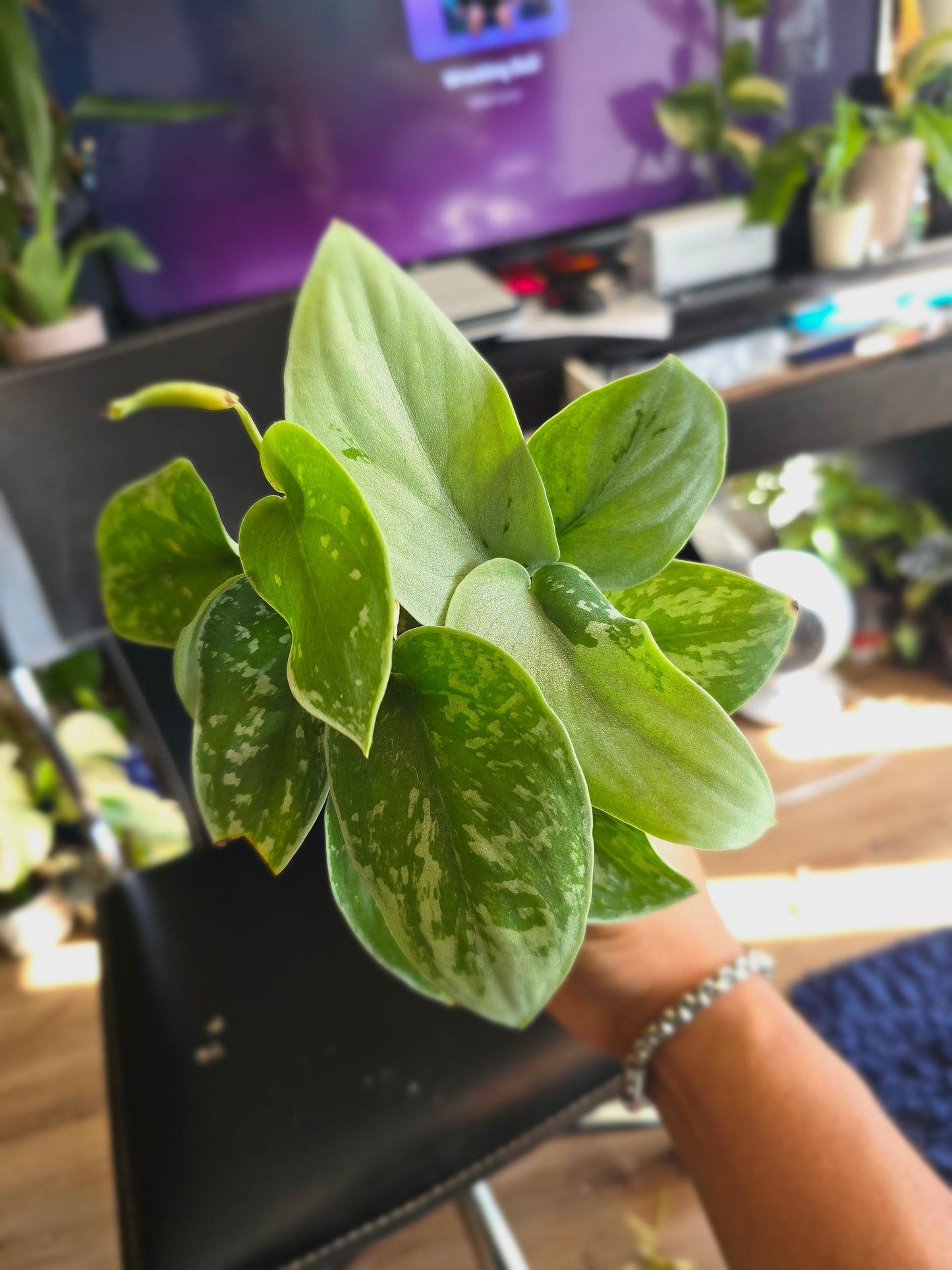 4 inch Pot, exact plant - Scindapsus"Satin" Variegated, picture taken Aug 15th, 2024 (EP-120) - 🪴 Voelk Art & Plants Inc 🪴