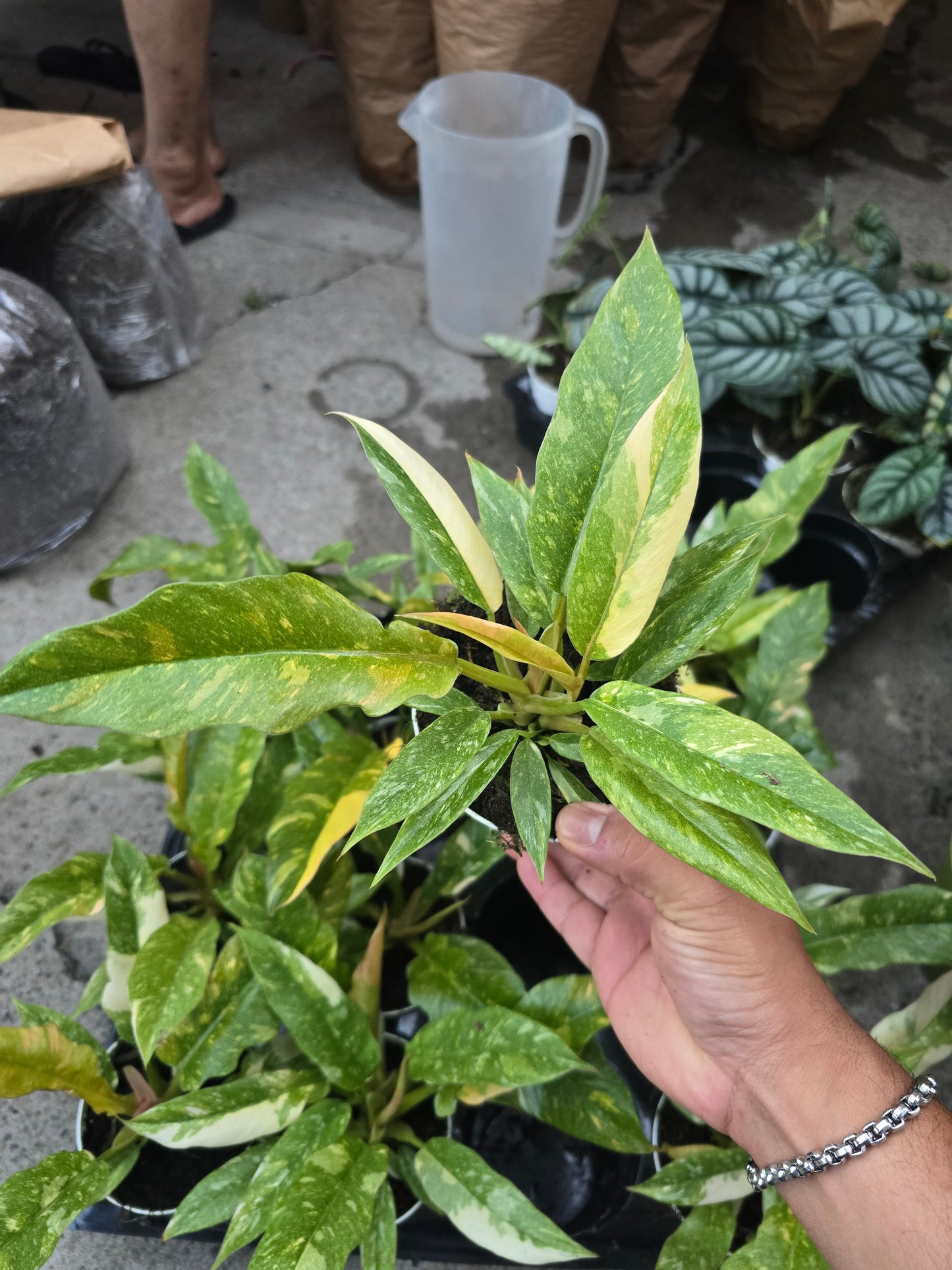 4 inch pot - Philodendron Ring of Fire high variegation- Get similar to picture - 🪴 Voelk Art & Plants Inc 🪴