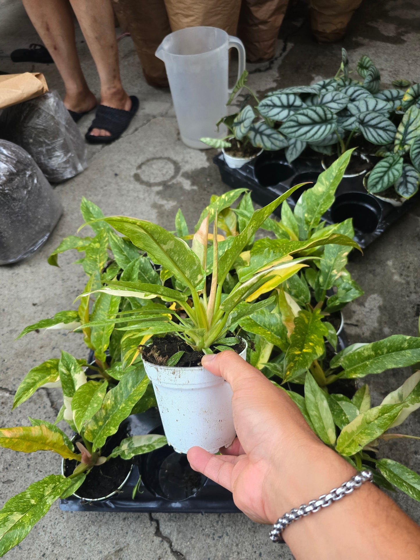 4 inch pot - Philodendron Ring of Fire high variegation- Get similar to picture - 🪴 Voelk Art & Plants Inc 🪴