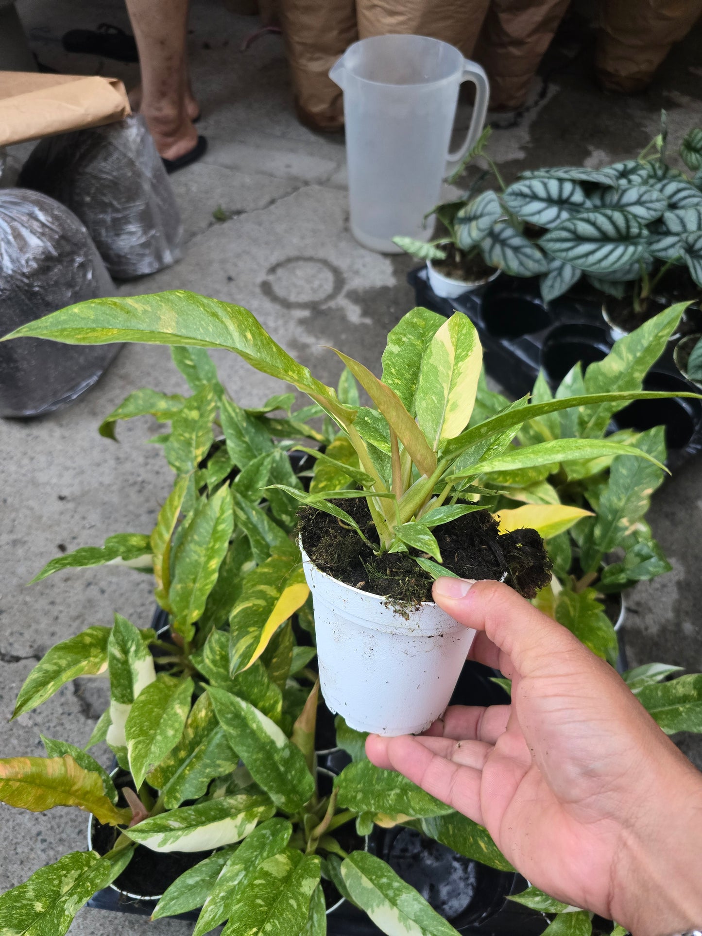 4 inch pot - Philodendron Ring of Fire high variegation- Get similar to picture - 🪴 Voelk Art & Plants Inc 🪴