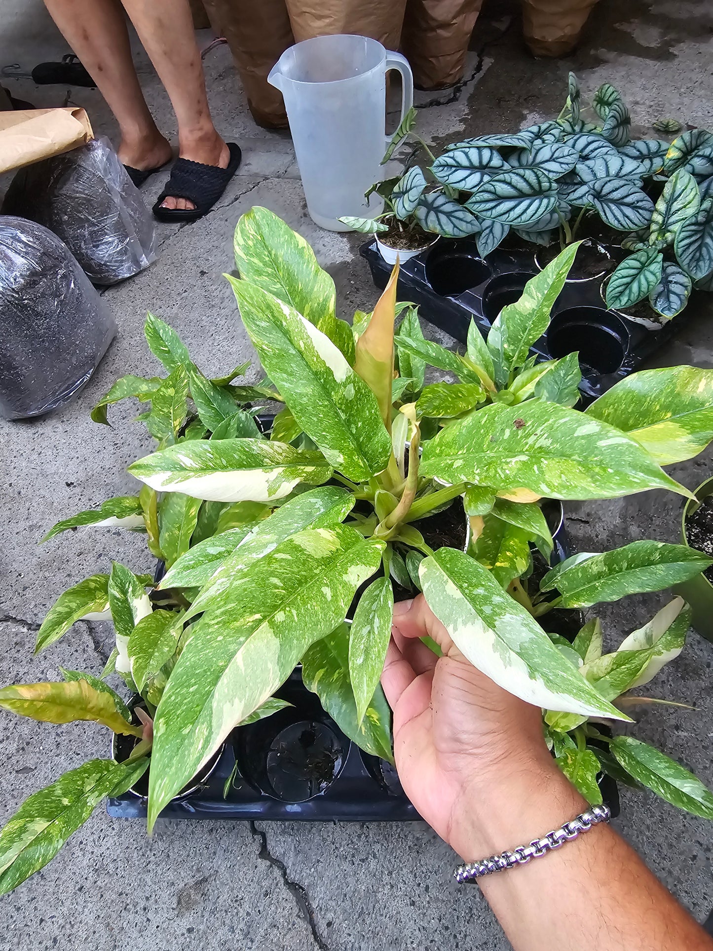 4 inch pot - Philodendron Ring of Fire high variegation- Get similar to picture - 🪴 Voelk Art & Plants Inc 🪴