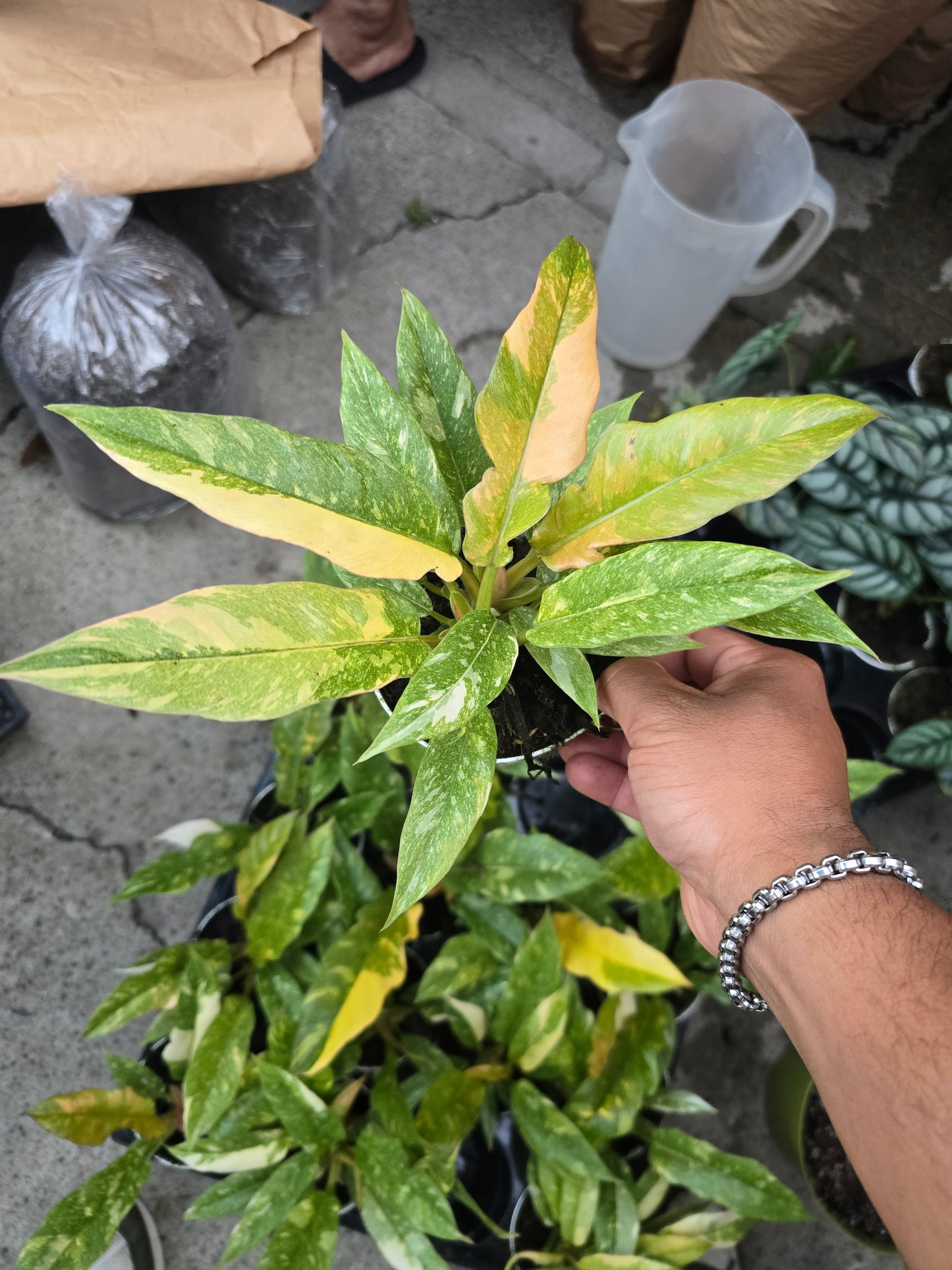 4 inch pot - Philodendron Ring of Fire Plant indoor - Get Similar - 🪴 Voelk Art & Plants Inc 🪴