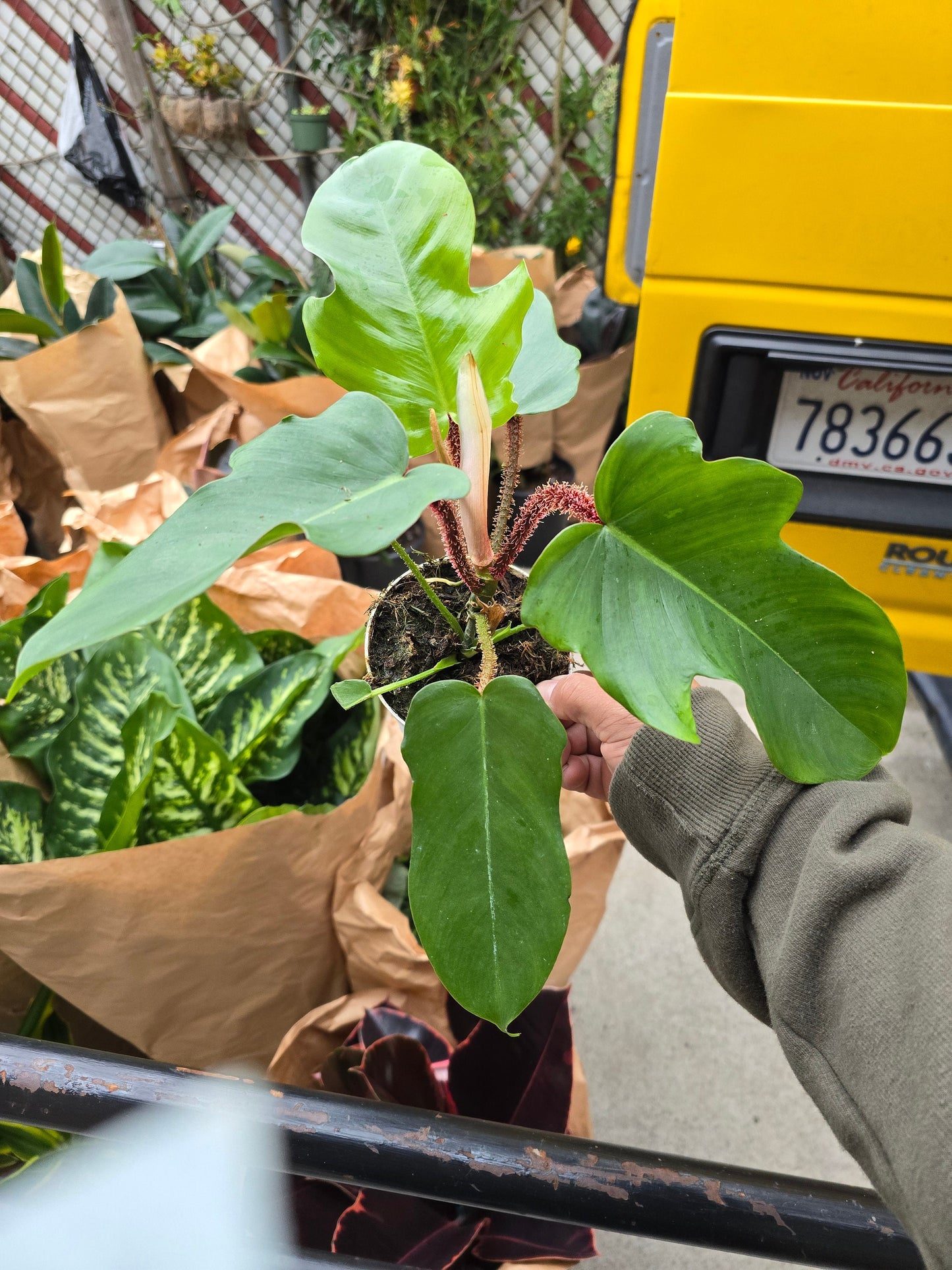 4 inch Pot- Philodendron squamiferum – Red Bristle Philodendron - Rare - Get similar to the picture - 🪴 Voelk Art & Plants Inc 🪴