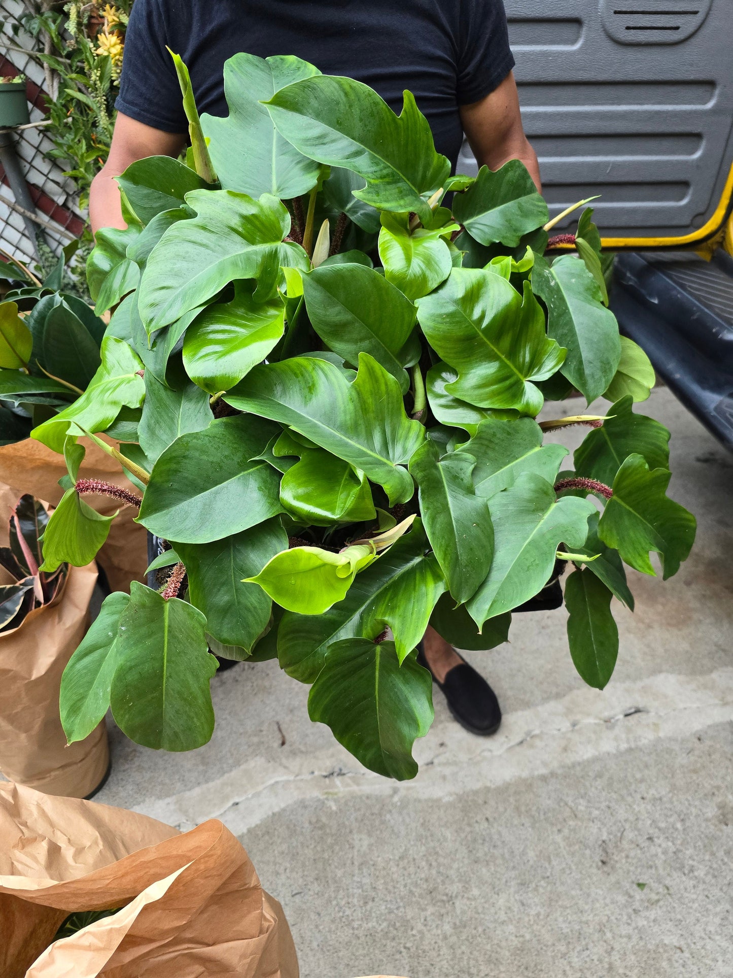 4 inch Pot- Philodendron squamiferum – Red Bristle Philodendron - Rare - Get similar to the picture - 🪴 Voelk Art & Plants Inc 🪴