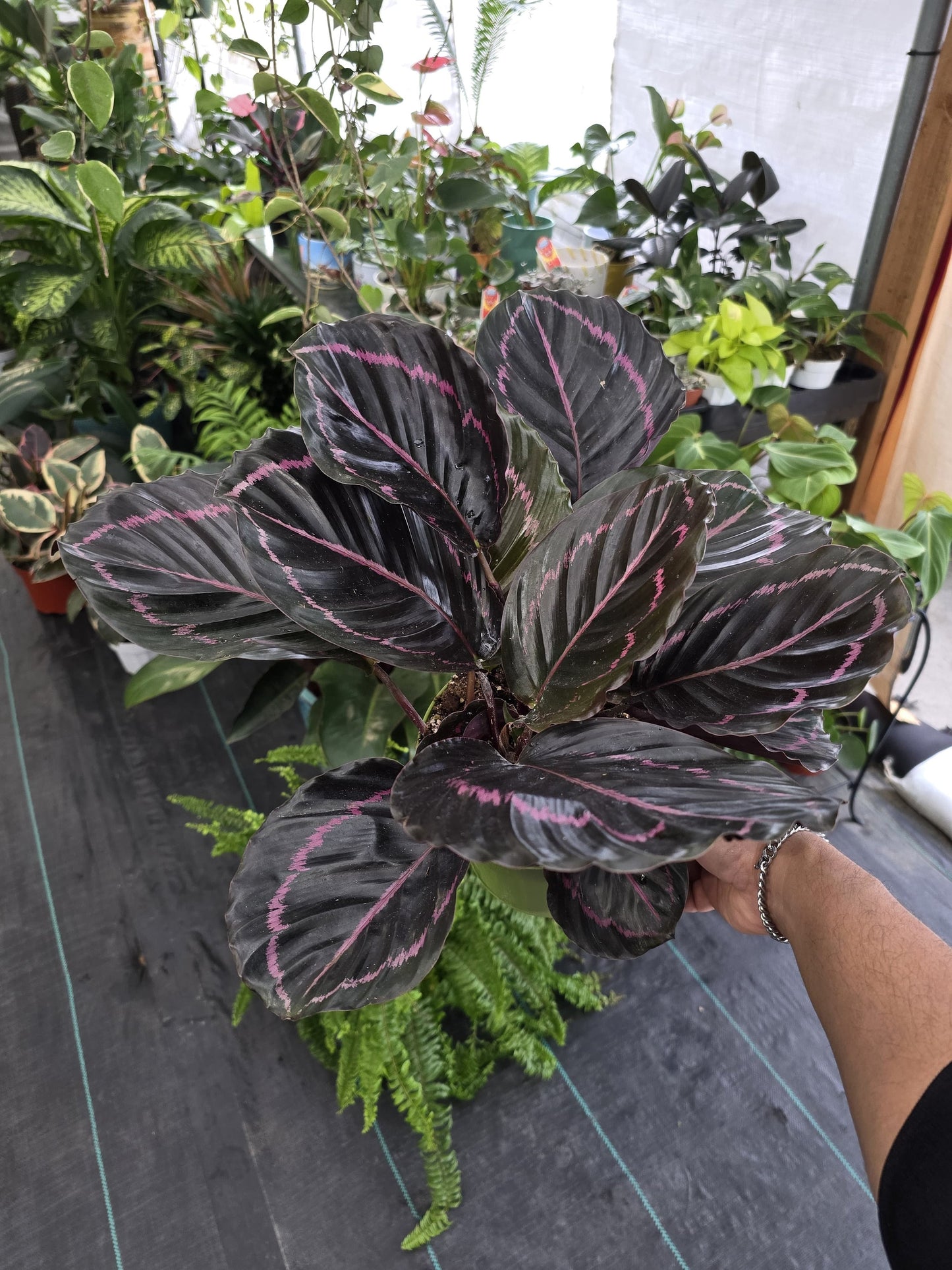4 inch Pot - plant Calathea Dottie Prayer Plant - Calathea 'Dottie' - Black and Purple indoor - Get similar (picture of a 6") - 🪴 Voelk Art & Plants Inc 🪴