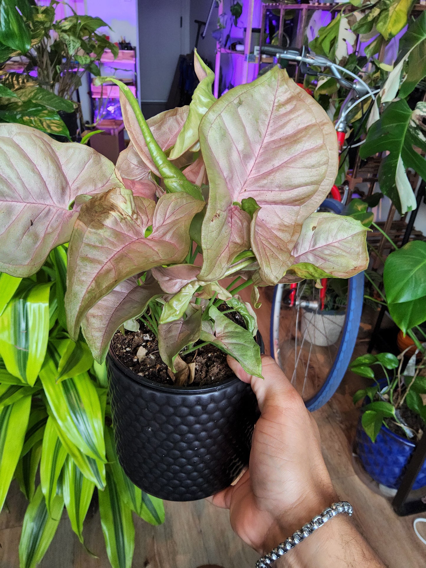 4 inch Pot -Syngonium Pink Candy - Exact Plant Pictured Sep 11, 2024 - 🪴 Voelk Art & Plants Inc 🪴