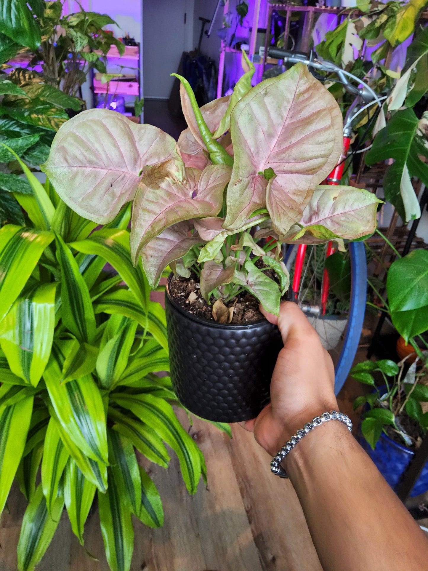 4 inch Pot -Syngonium Pink Candy - Exact Plant Pictured Sep 11, 2024 - 🪴 Voelk Art & Plants Inc 🪴