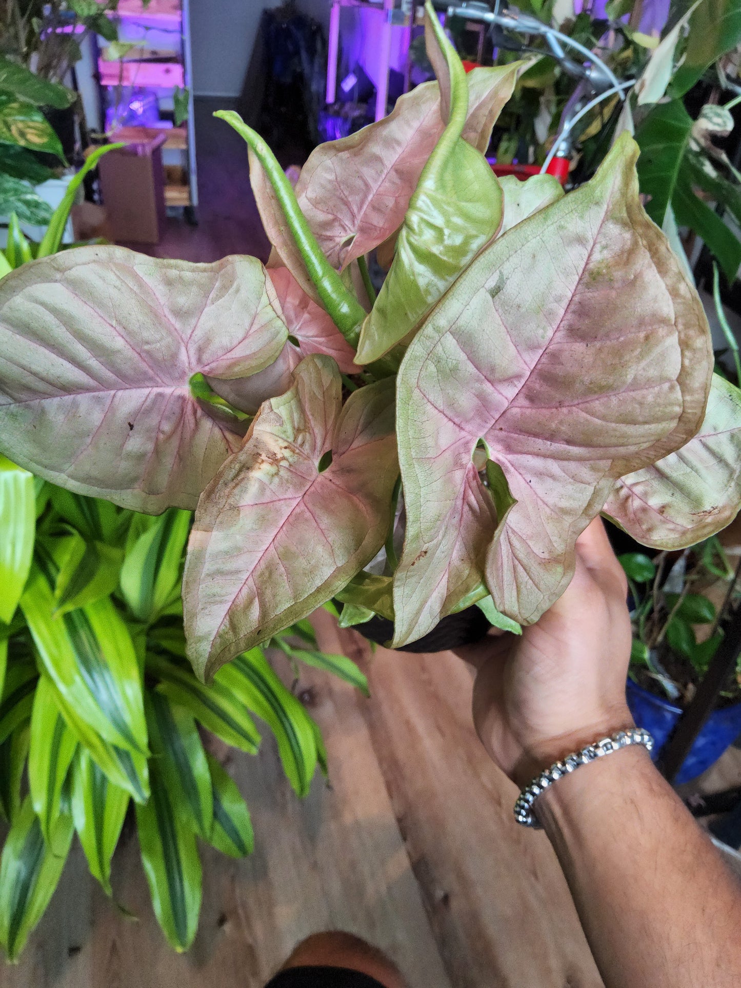 4 inch Pot -Syngonium Pink Candy - Exact Plant Pictured Sep 11, 2024 - 🪴 Voelk Art & Plants Inc 🪴