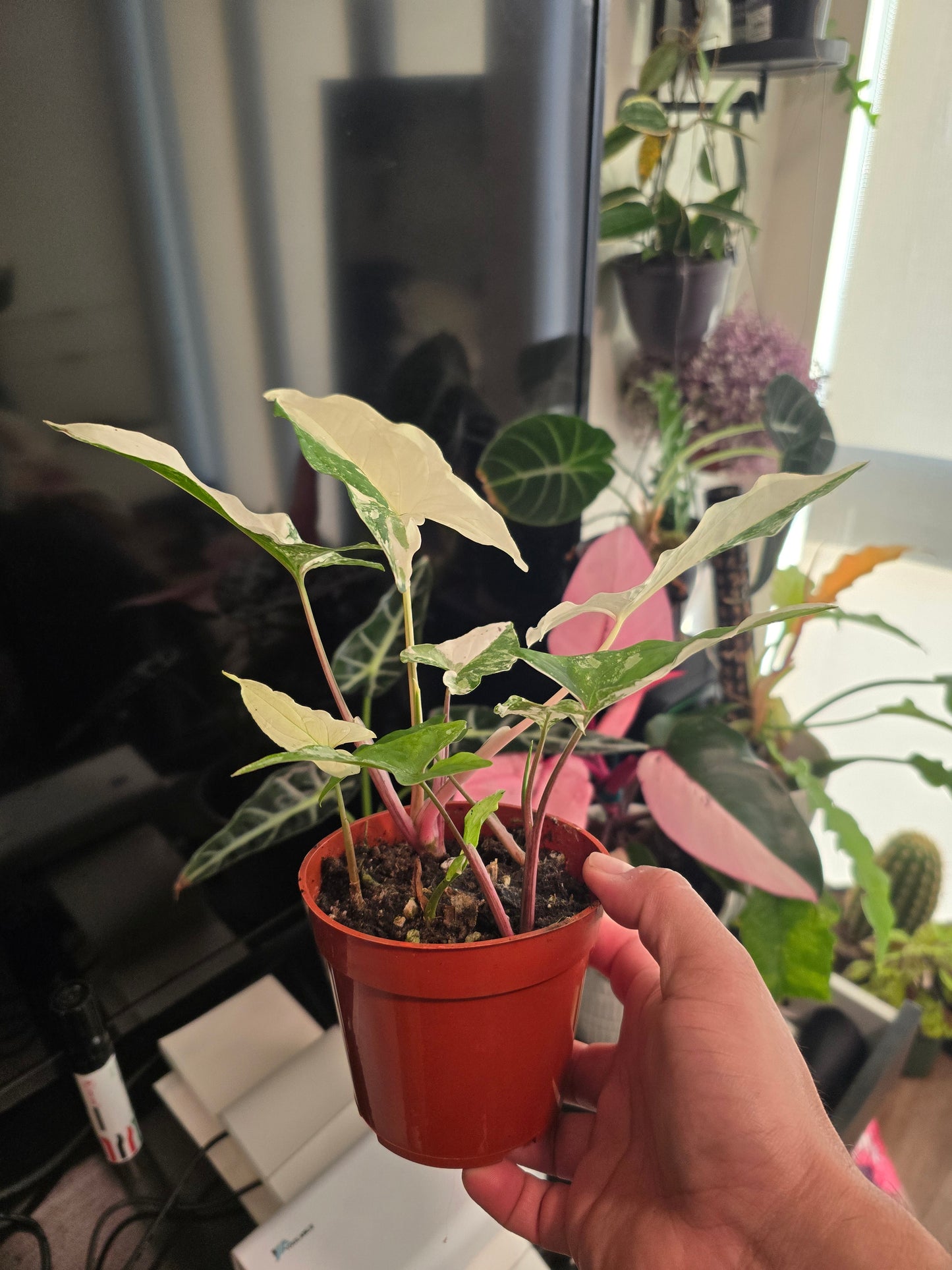4 inch Pot -Syngonium Podophyllum Albo Halfmoon-Variegatum -Get Similar - 🪴 Voelk Art & Plants Inc 🪴