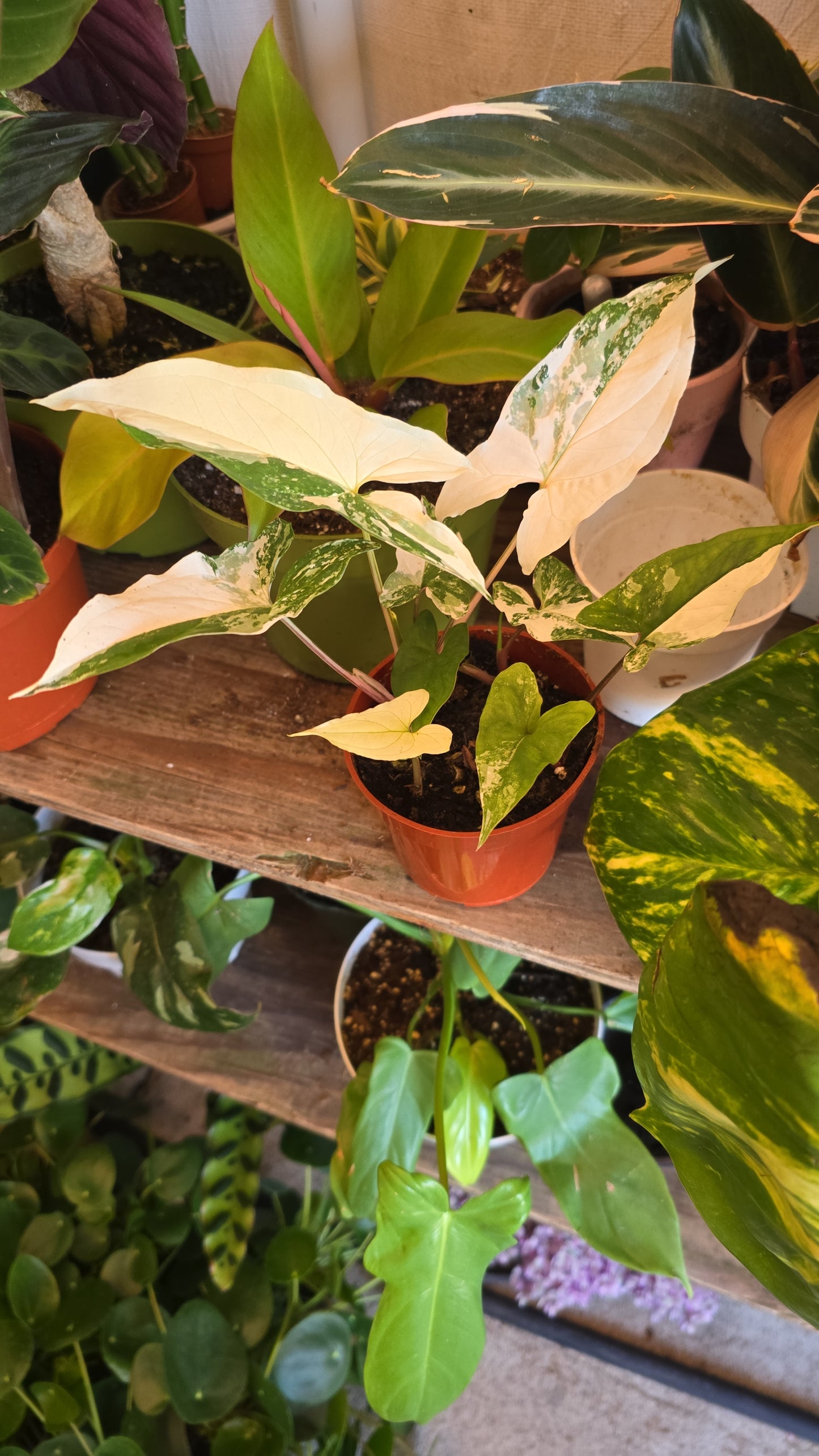 4 inch Pot -Syngonium Podophyllum Albo Halfmoon-Variegatum -Get Similar - 🪴 Voelk Art & Plants Inc 🪴