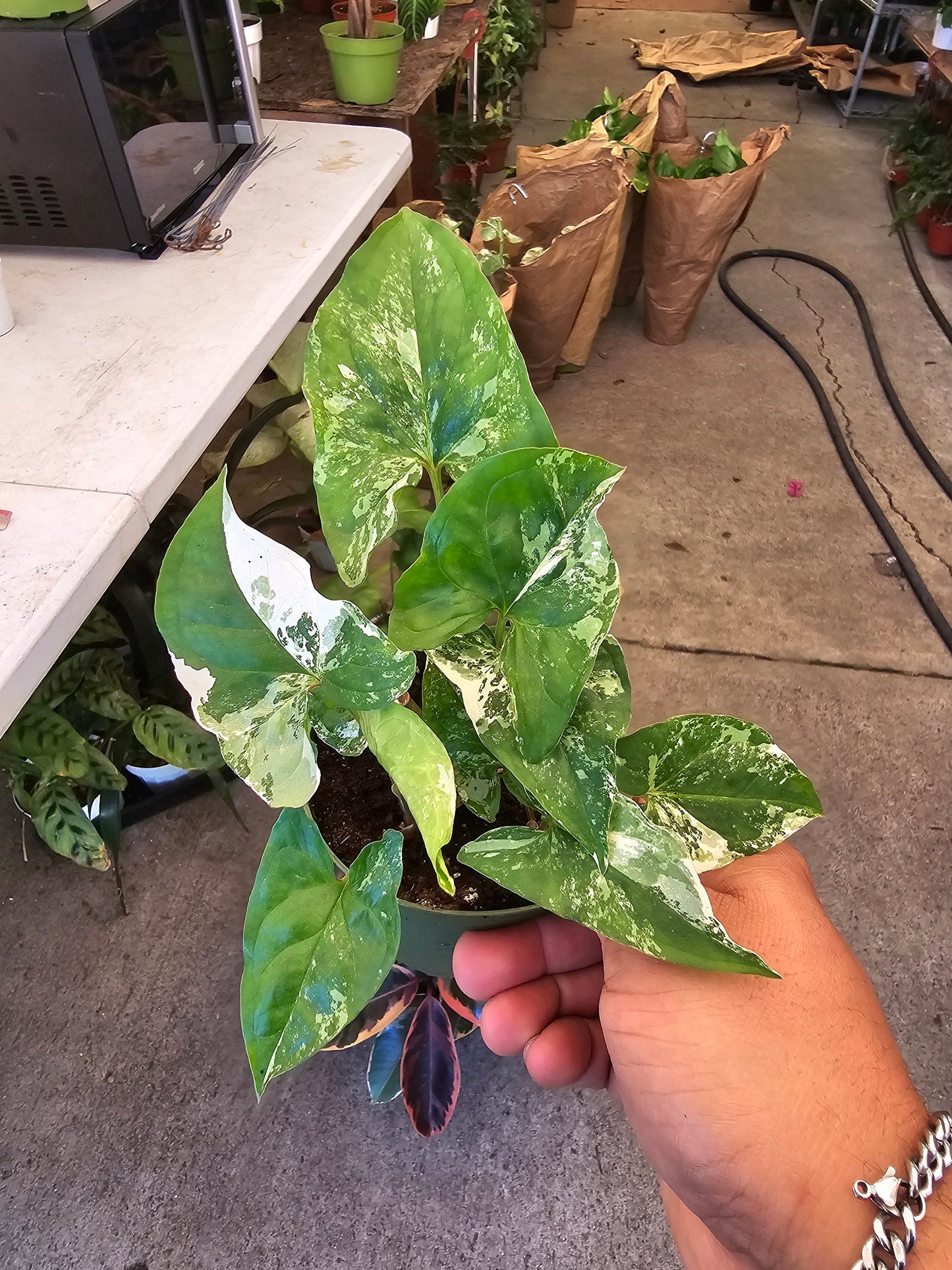 4 inch Pot -Syngonium Podophyllum Albo-Variegatum - Get similar to the picture - 🪴 Voelk Art & Plants Inc 🪴