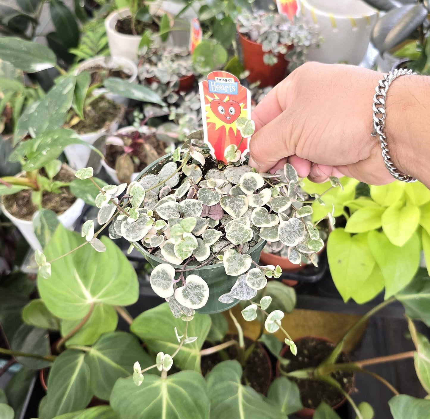 4 inch Pot - Variegated string of hearts rare live plant indoor and outdoor - get similar to picture - 🪴 Voelk Art & Plants Inc 🪴