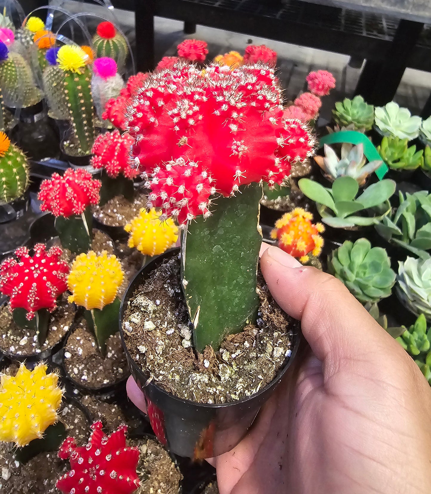 4 pots 2in Pot - Gymnocalycium mihanovichii Red, Orange, Pink, Yellow Cactus Cleistocactus Cactus, beautiful mix - Get 4 similar each color- msg for customize - 🪴 Voelk Art & Plants Inc 🪴