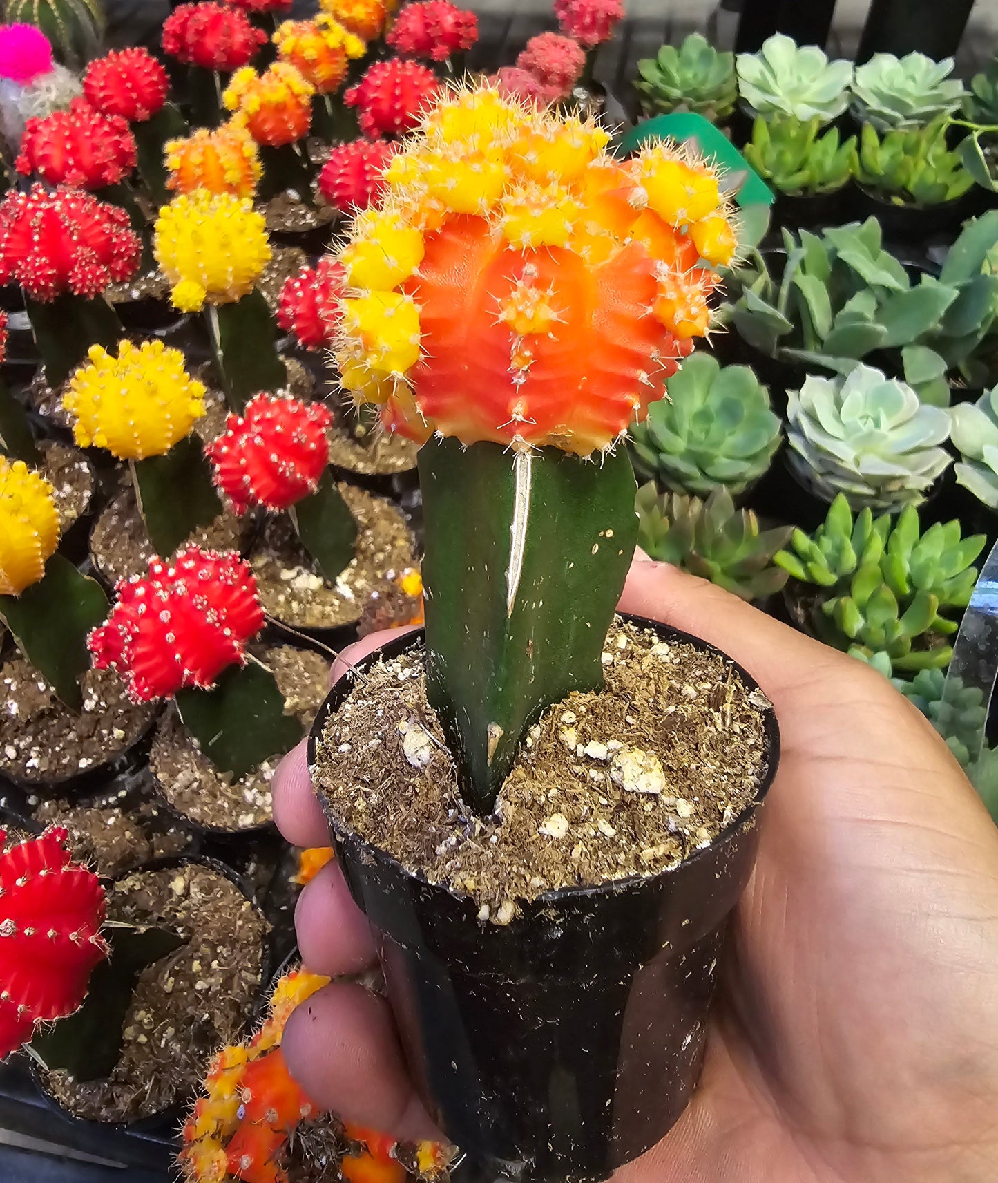 4 pots 2in Pot - Gymnocalycium mihanovichii Red, Orange, Pink, Yellow Cactus Cleistocactus Cactus, beautiful mix - Get 4 similar each color- msg for customize - 🪴 Voelk Art & Plants Inc 🪴