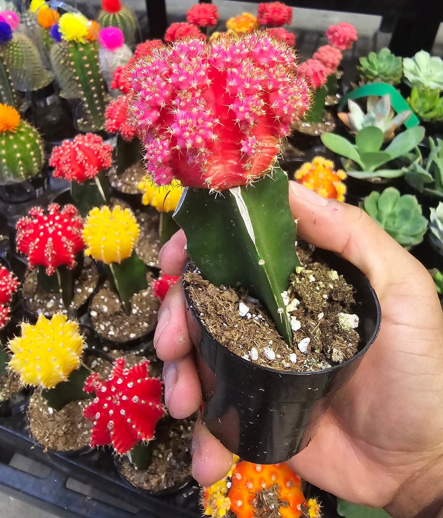 4 pots 2in Pot - Gymnocalycium mihanovichii Red, Orange, Pink, Yellow Cactus Cleistocactus Cactus, beautiful mix - Get 4 similar each color- msg for customize - 🪴 Voelk Art & Plants Inc 🪴