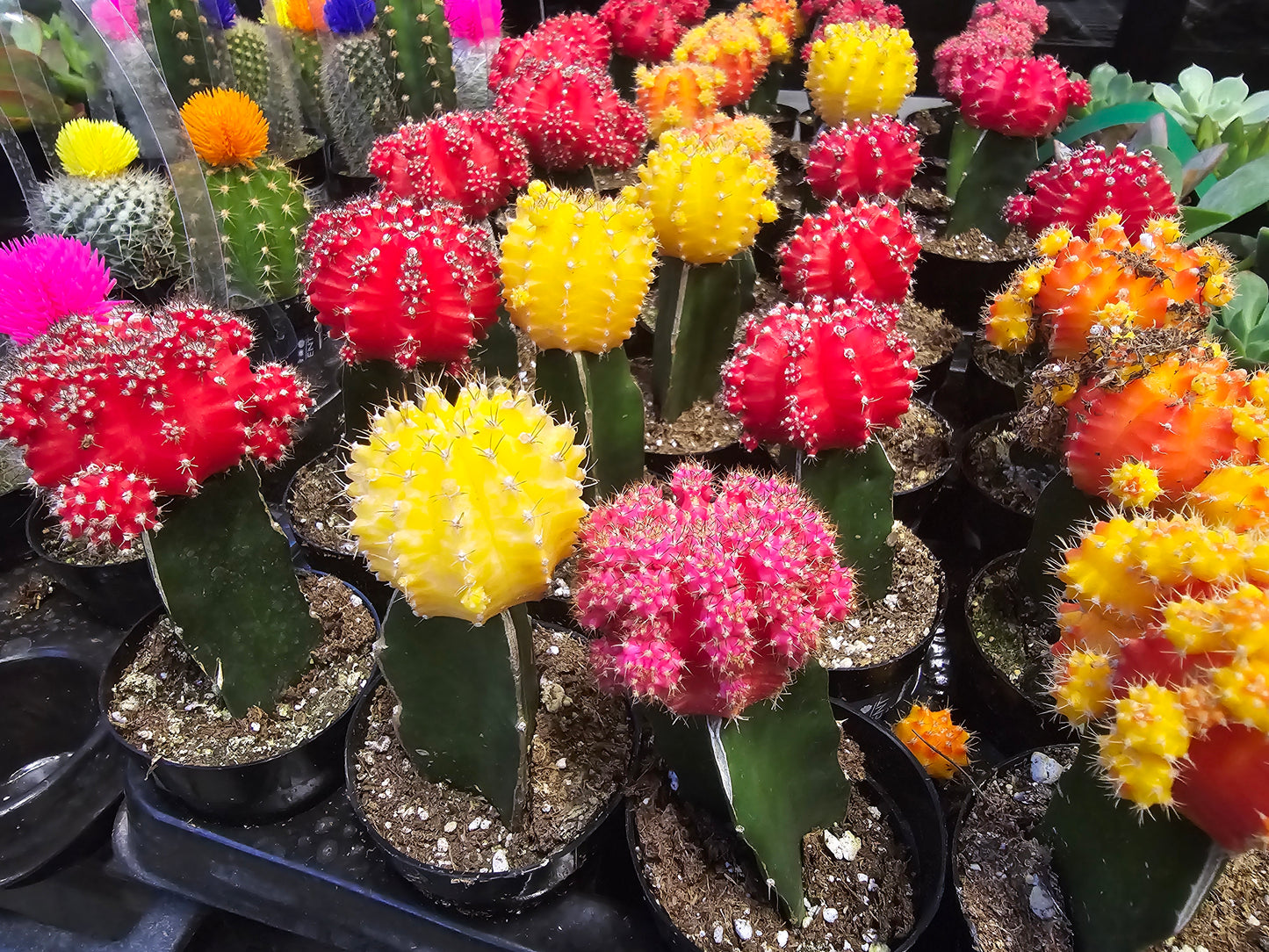 4 pots 2in Pot - Gymnocalycium mihanovichii Red, Orange, Pink, Yellow Cactus Cleistocactus Cactus, beautiful mix - Get 4 similar each color- msg for customize - 🪴 Voelk Art & Plants Inc 🪴