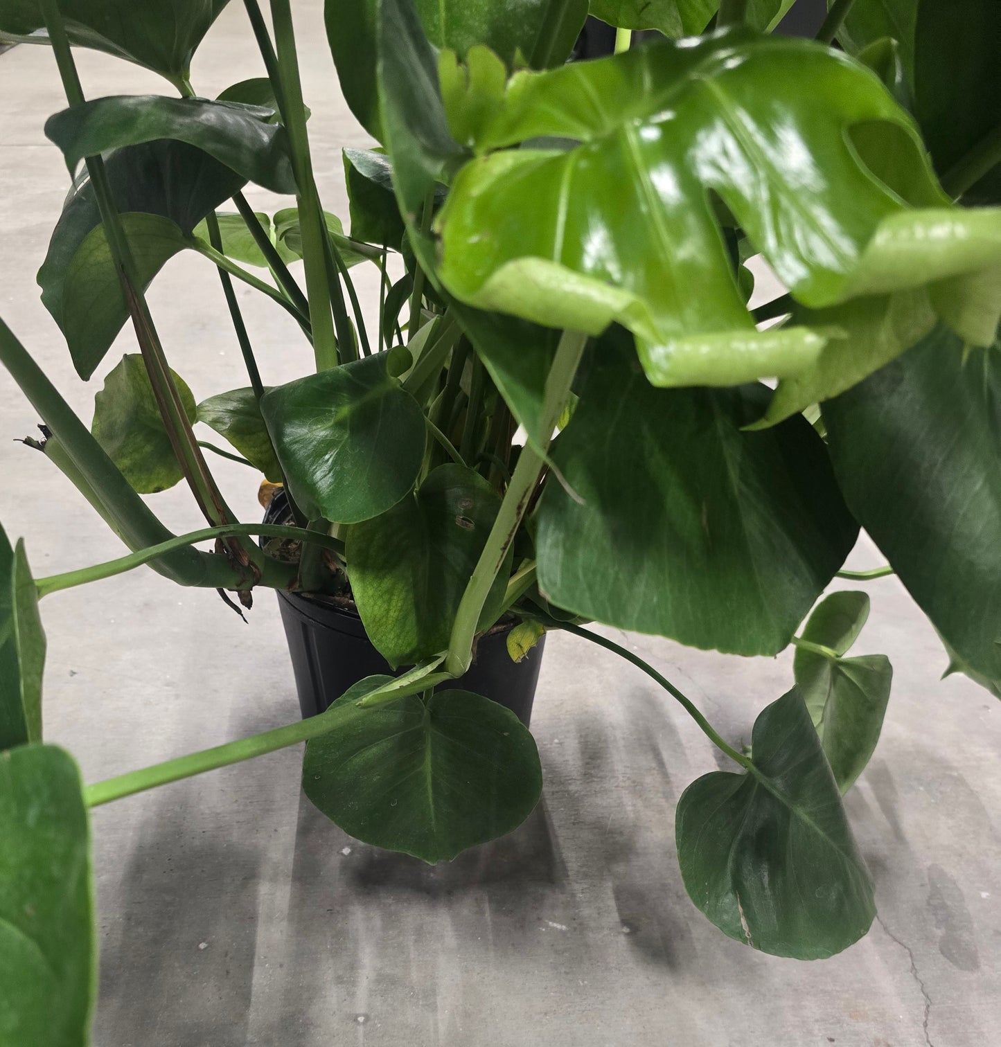 5 gal Pot- Monstera Green big PLANT 3.5ft tall Multiple stemps-Air Purifier easy care indoor and outdoor - Get Similar to the picture - 🪴 Voelk Art & Plants Inc 🪴