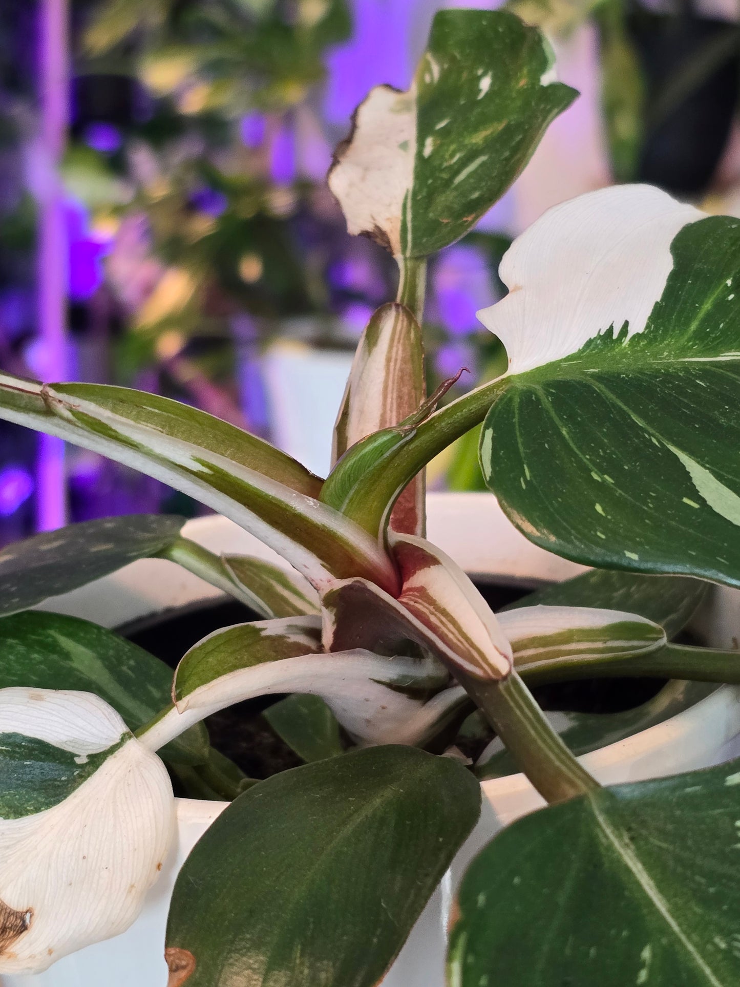 5 inch Ceramic Pot, exact plant - Philodendron 'White Knight', picture taken Sep 11, 2024 (EP-135) - 🪴 Voelk Art & Plants Inc 🪴